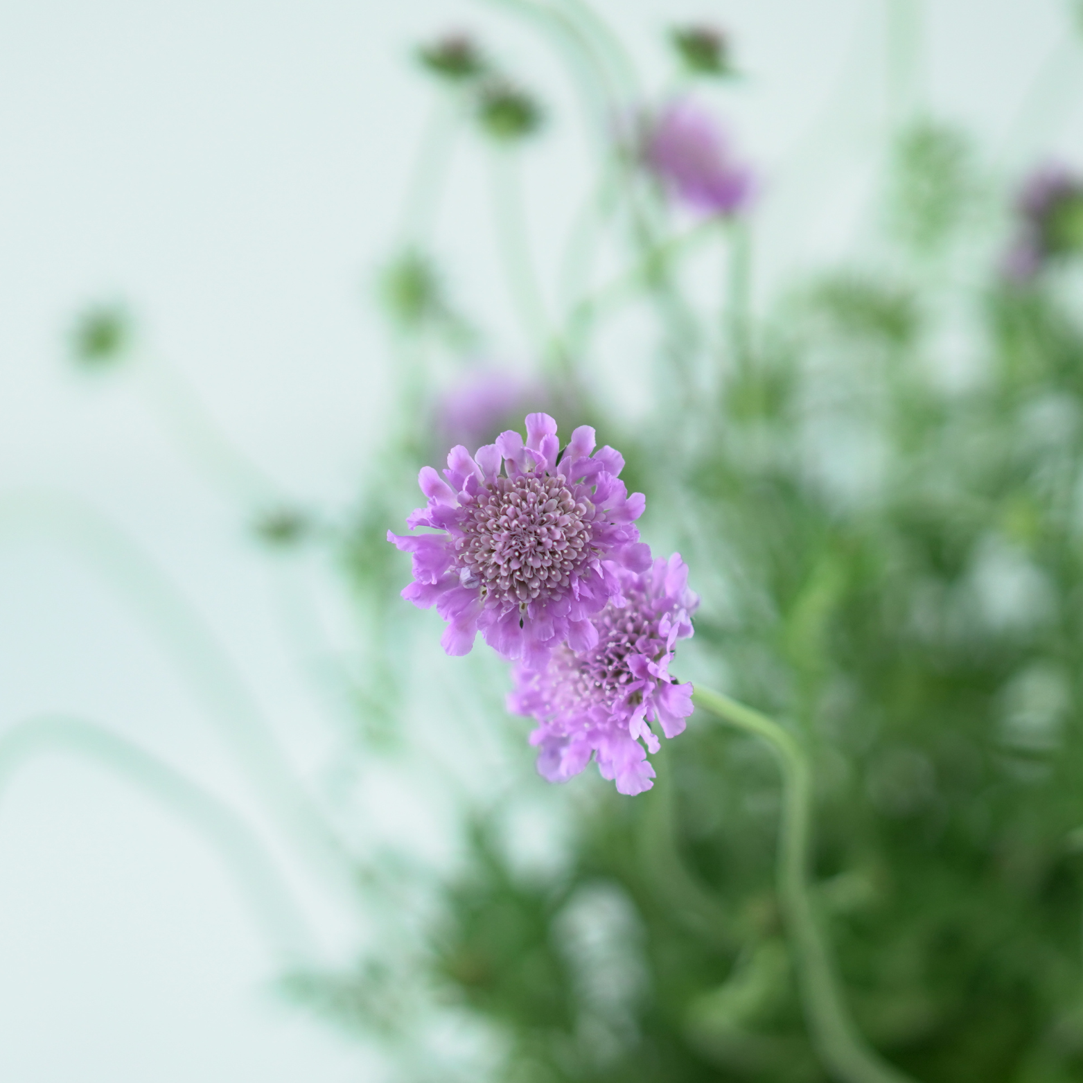 SCABIOSA COLUMBARIA 'PINK MIST' Driakiew