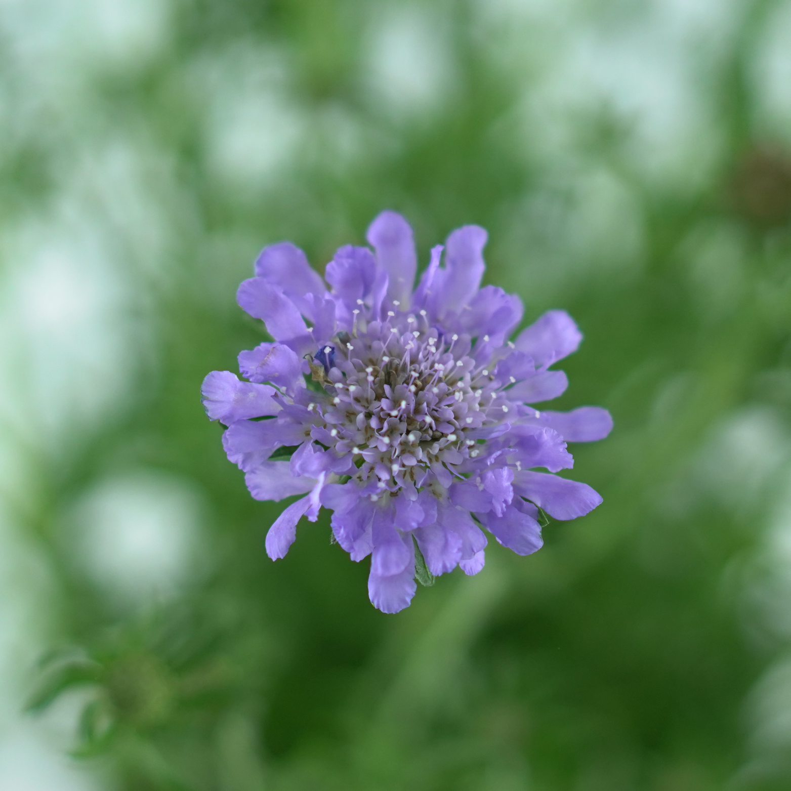 SCABIOSA COLUMBARIA 'BUTTERFLY BLUE' Driakiew