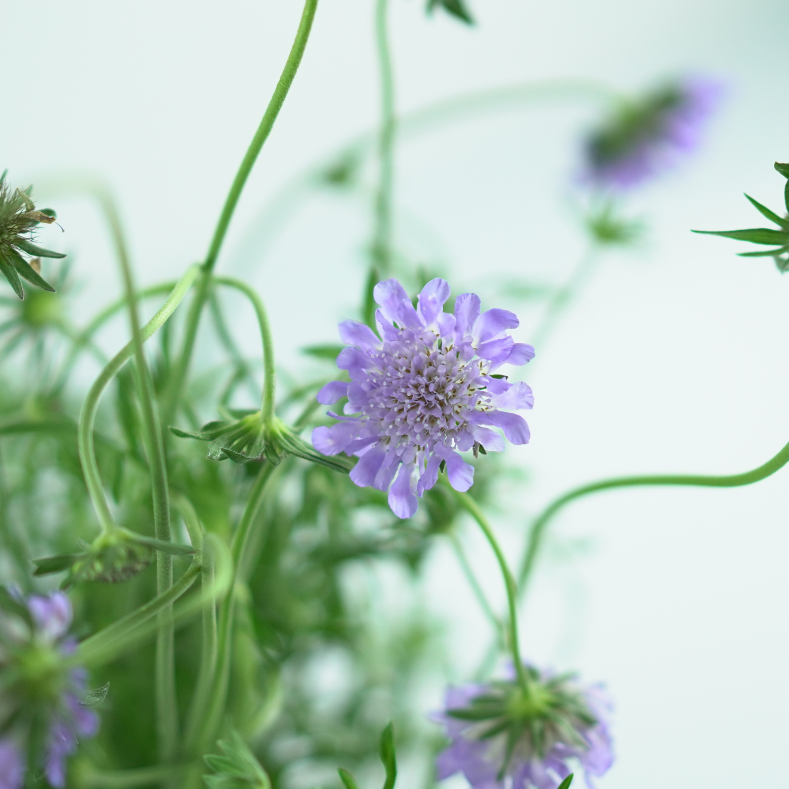 SCABIOSA COLUMBARIA 'BUTTERFLY BLUE' Driakiew