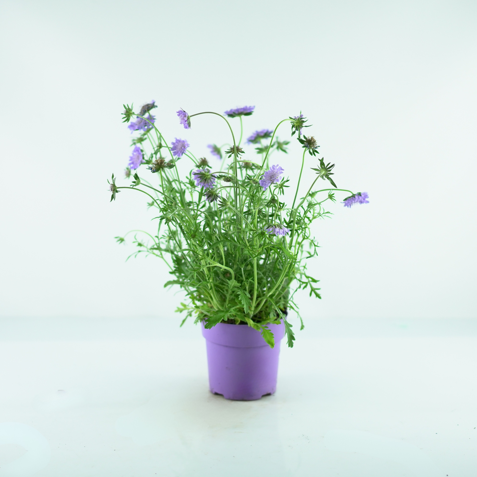 SCABIOSA COLUMBARIA 'BUTTERFLY BLUE' Driakiew