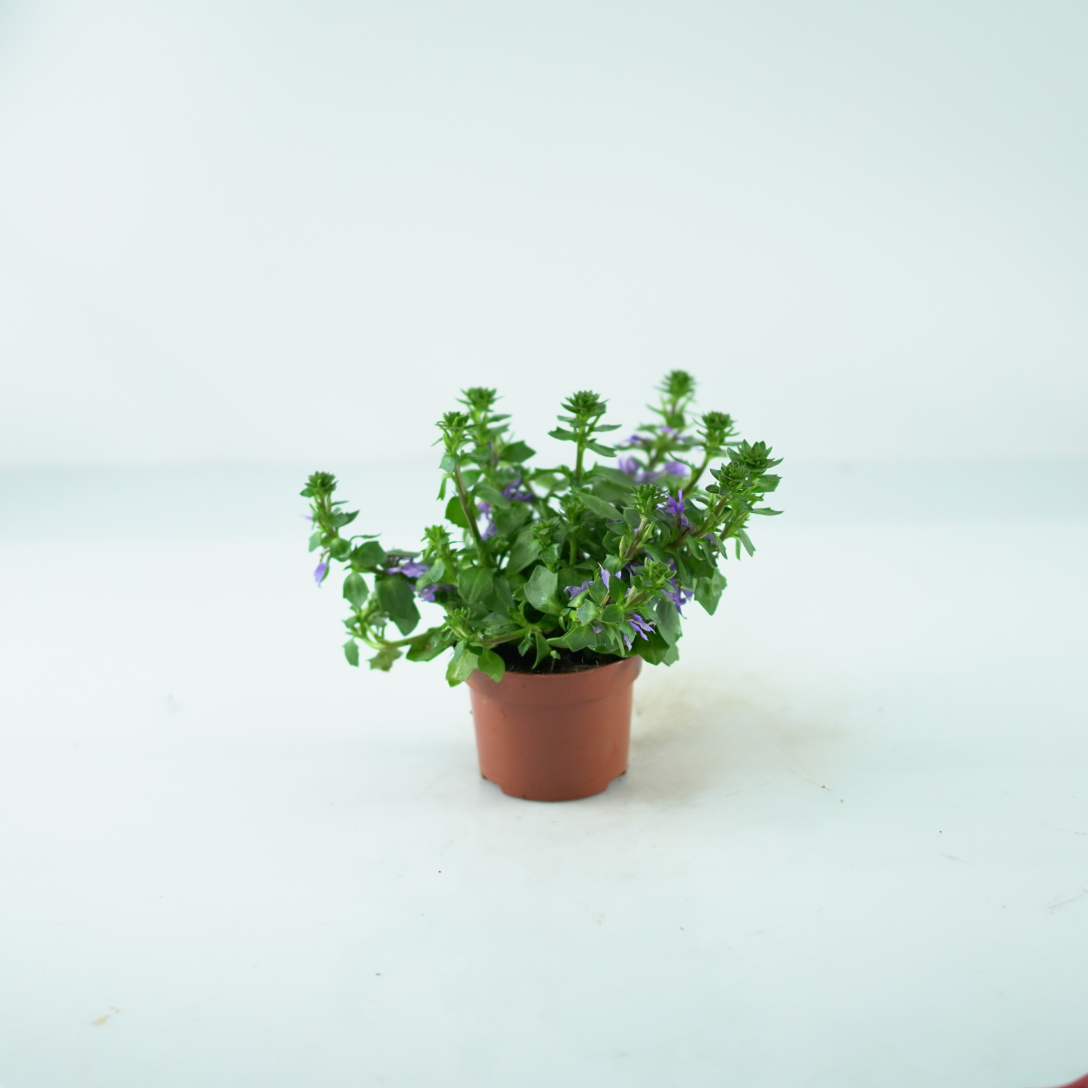 SCAEVOLA Scewola