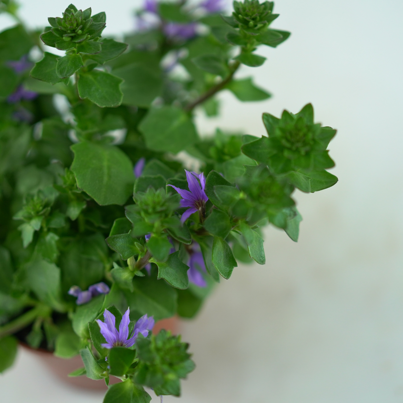 SCAEVOLA Scewola