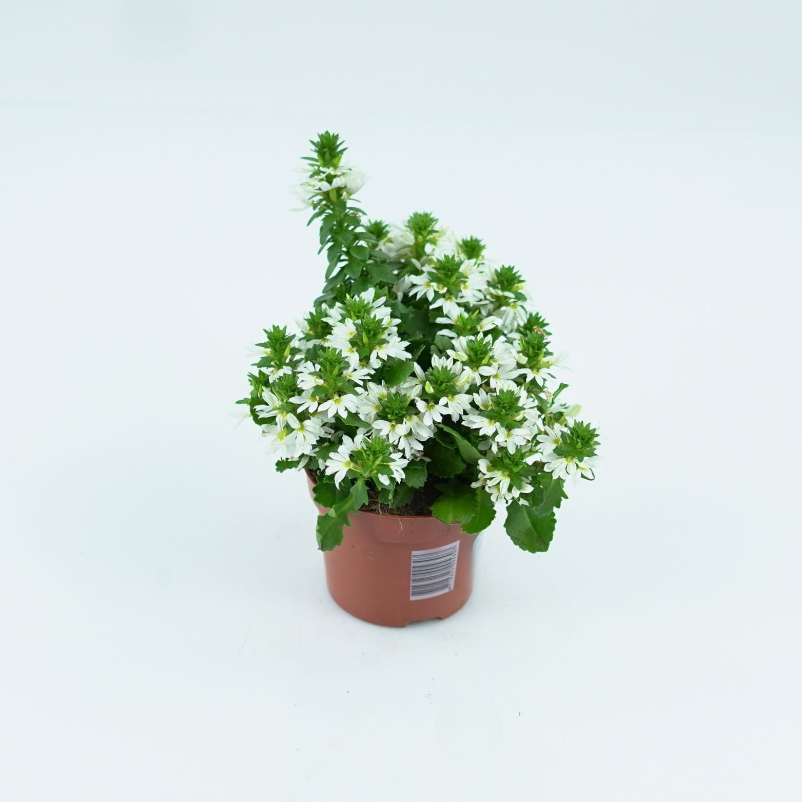 SCAEVOLA AEMULA Scewola, wachlarzowiec