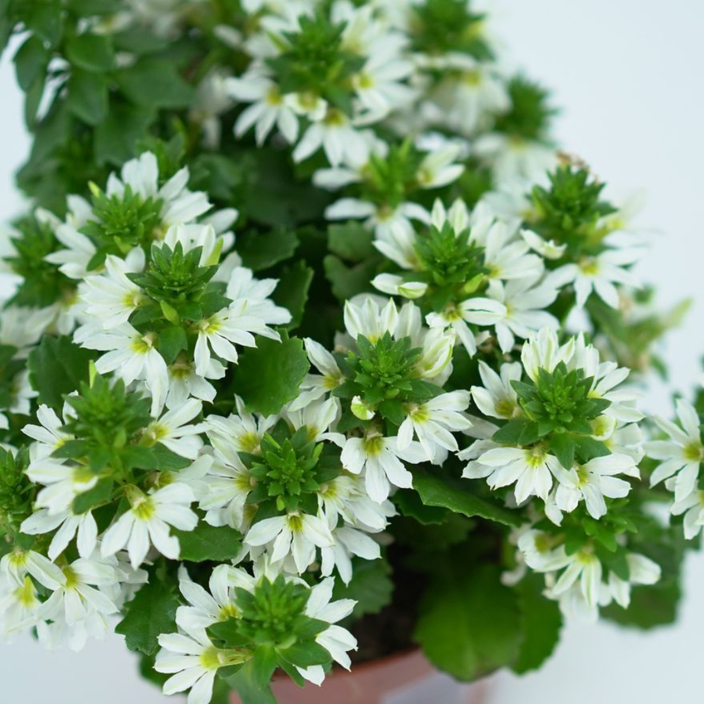 SCAEVOLA AEMULA Scewola, wachlarzowiec