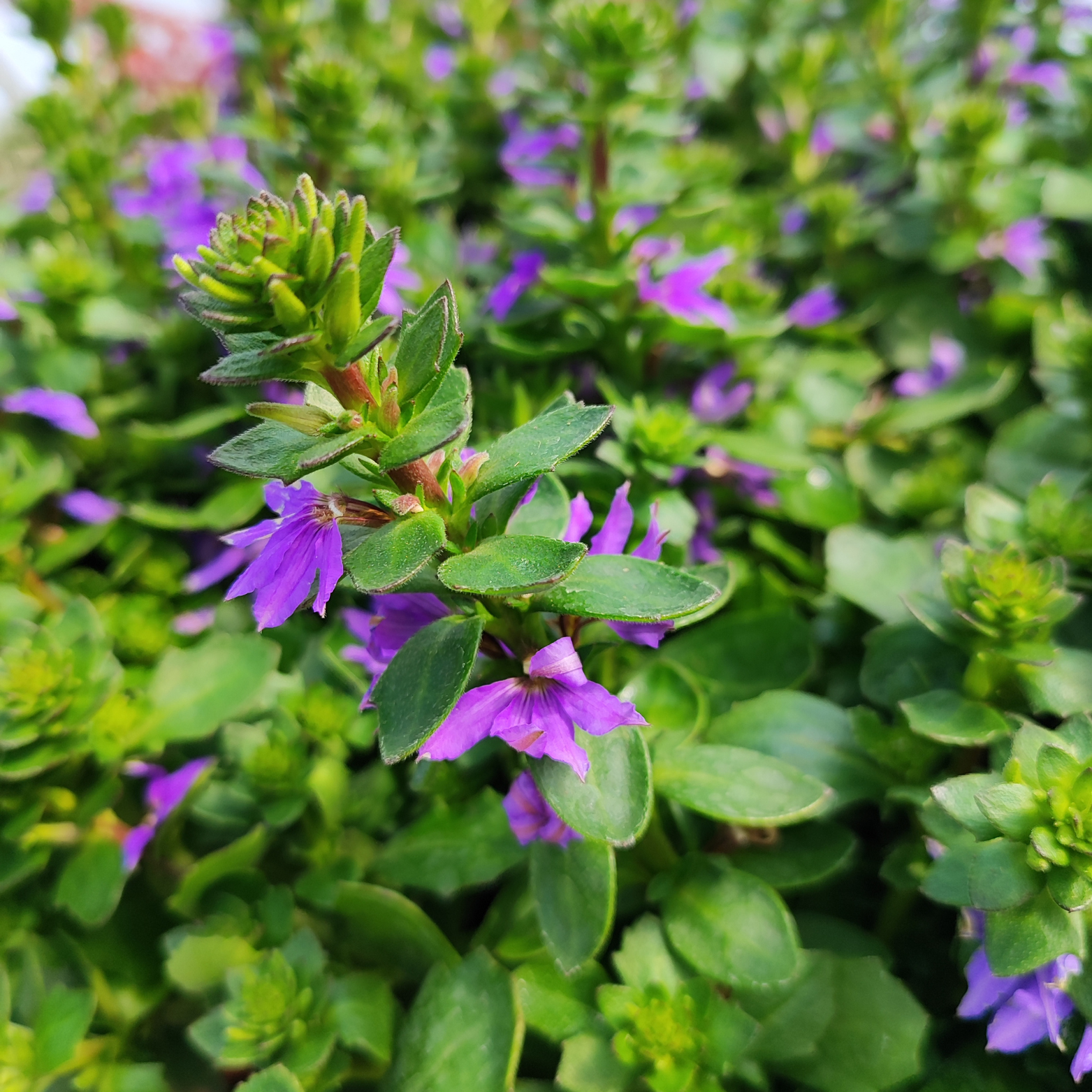 SCAEVOLA AEMULA Scewola, wachlarzowiec