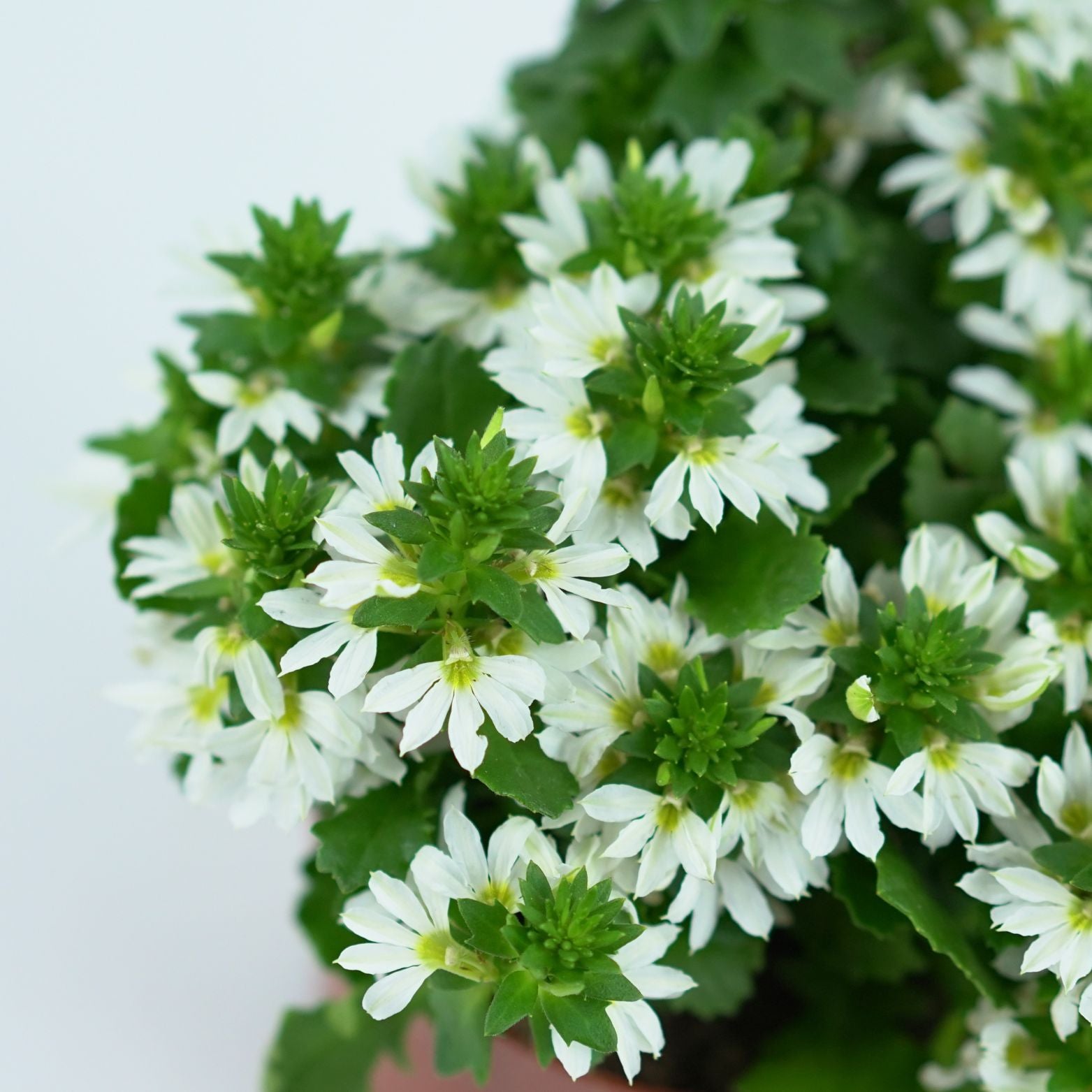 SCAEVOLA AEMULA Scewola, wachlarzowiec