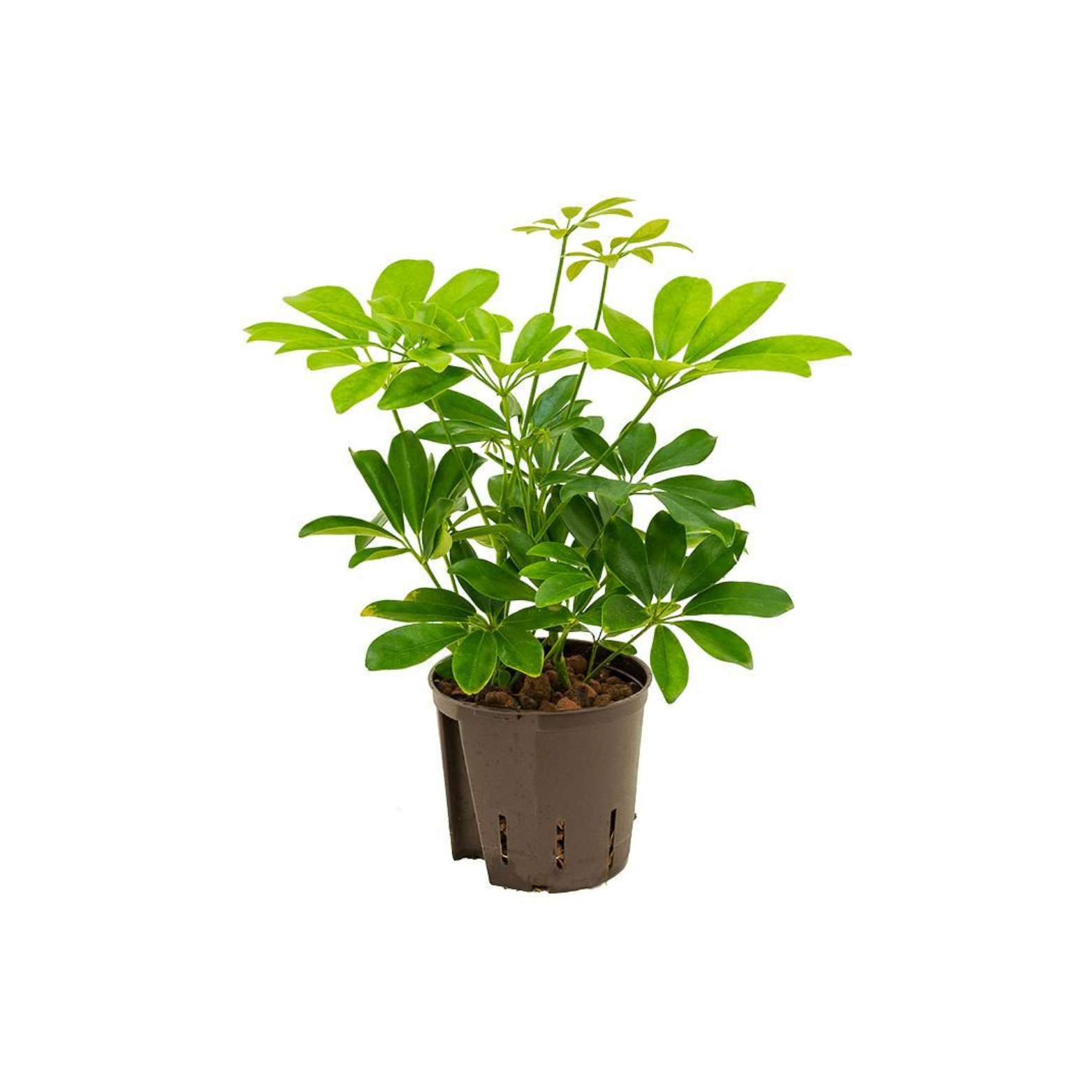 SCHEFFLERA ARBORICOLA 'COMPACTA' Szeflera drzewkowata w hydroponice