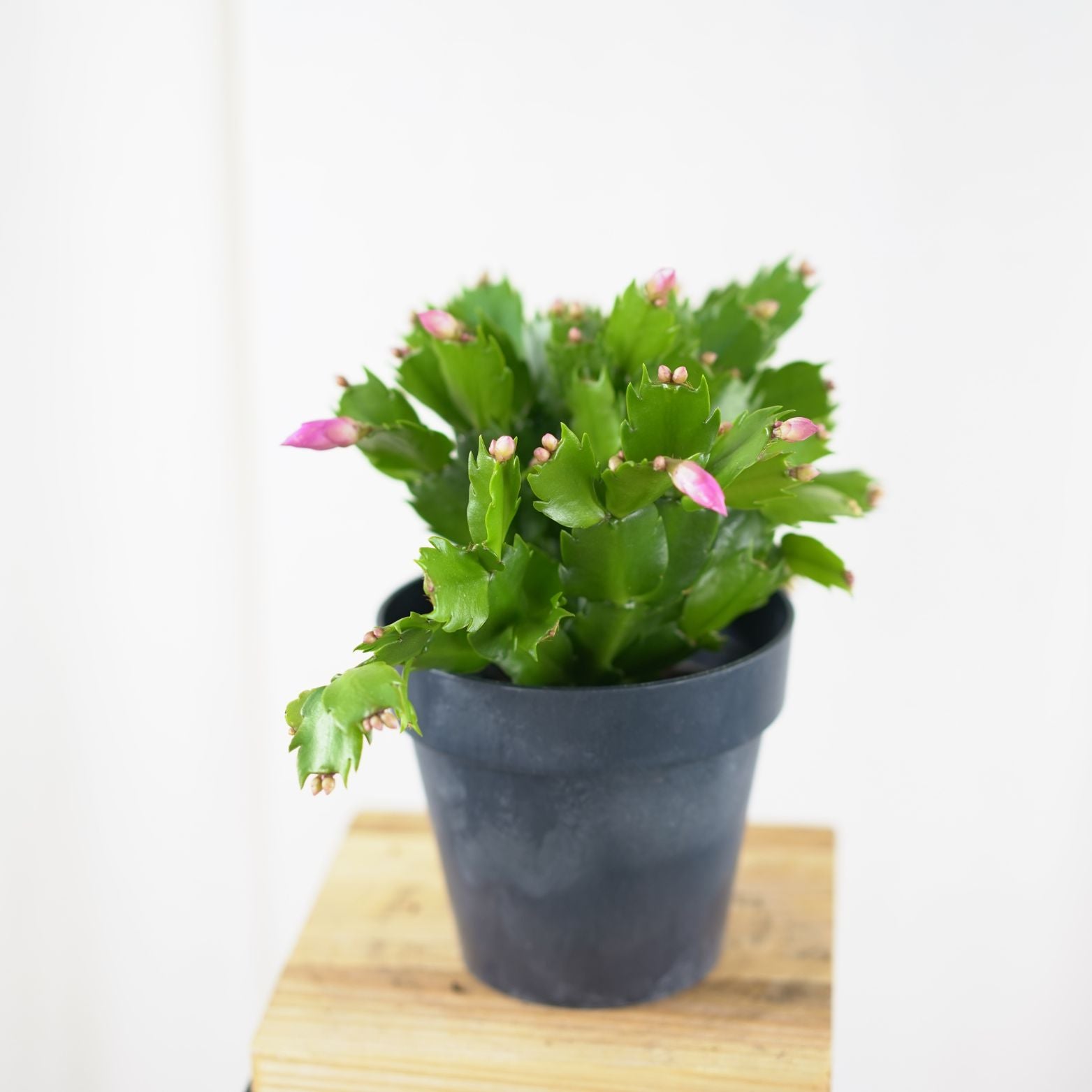 SCHLUMBERGERA Kaktus Bożego Narodzenia, Grudnik