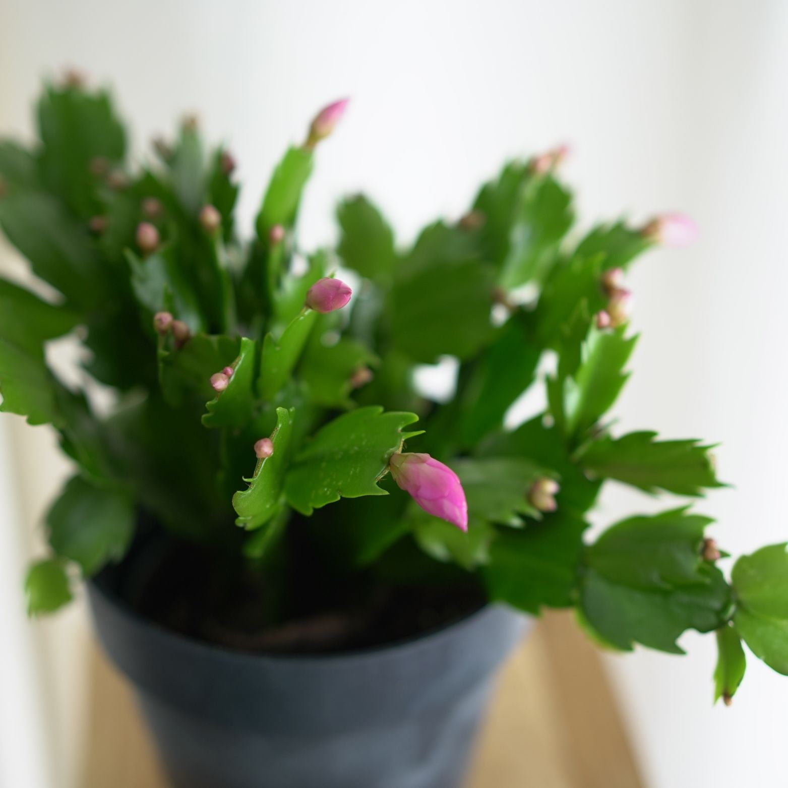 SCHLUMBERGERA Kaktus Bożego Narodzenia, Grudnik