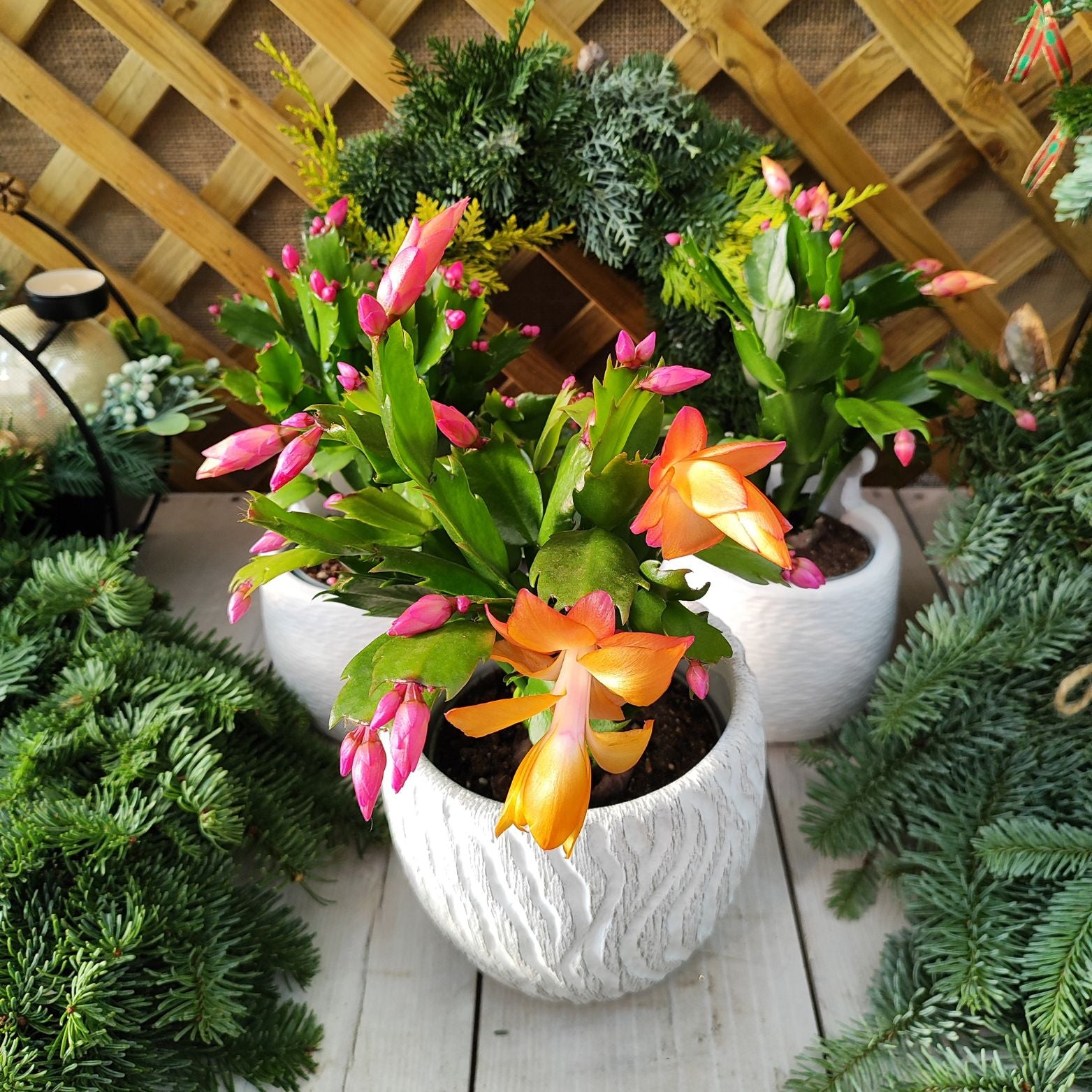SCHLUMBERGERA Kaktus Bożego Narodzenia, Grudnik