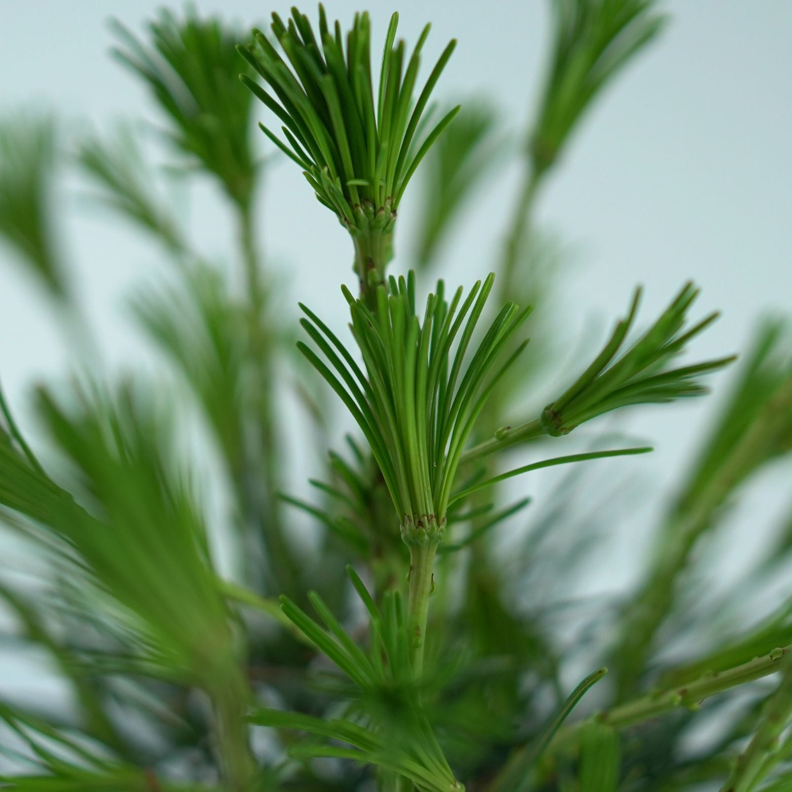 SCIADOPITYS VERTICILLATA Sośnica japońska