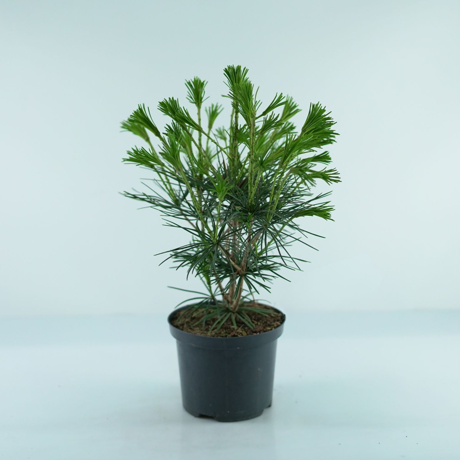 SCIADOPITYS VERTICILLATA Sośnica japońska