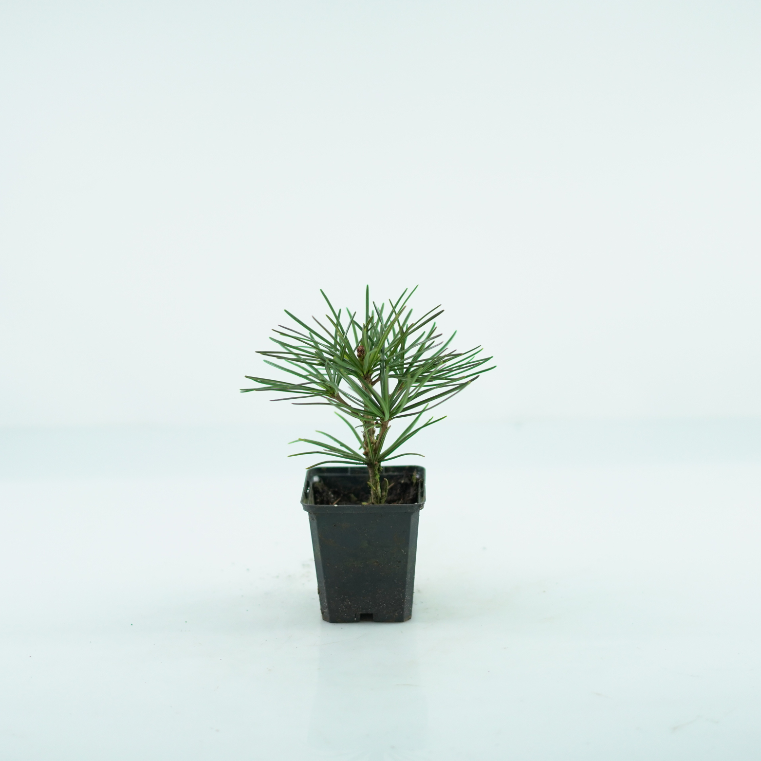 SCIADOPITYS VERTICILLATA Sośnica japońska