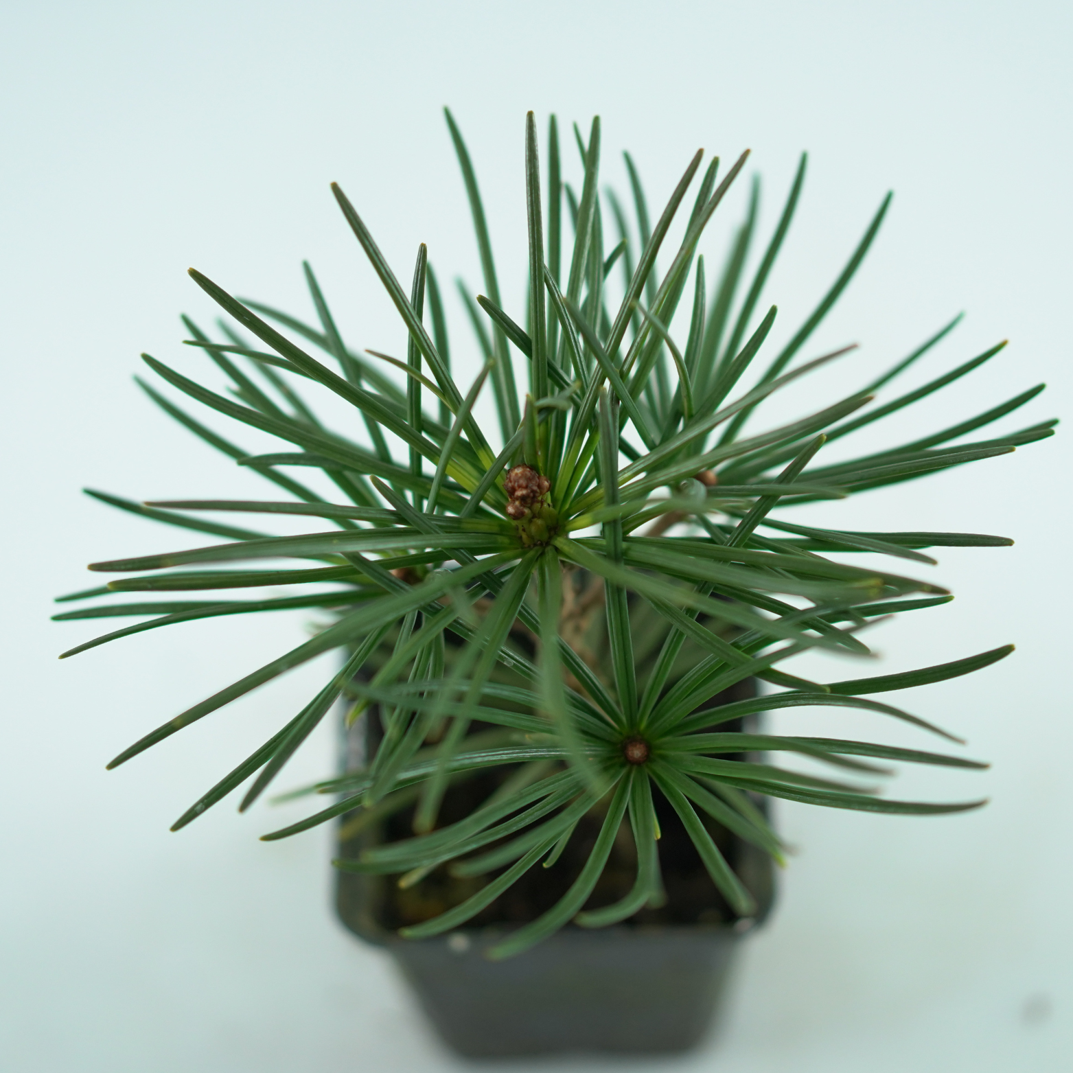 SCIADOPITYS VERTICILLATA Sośnica japońska