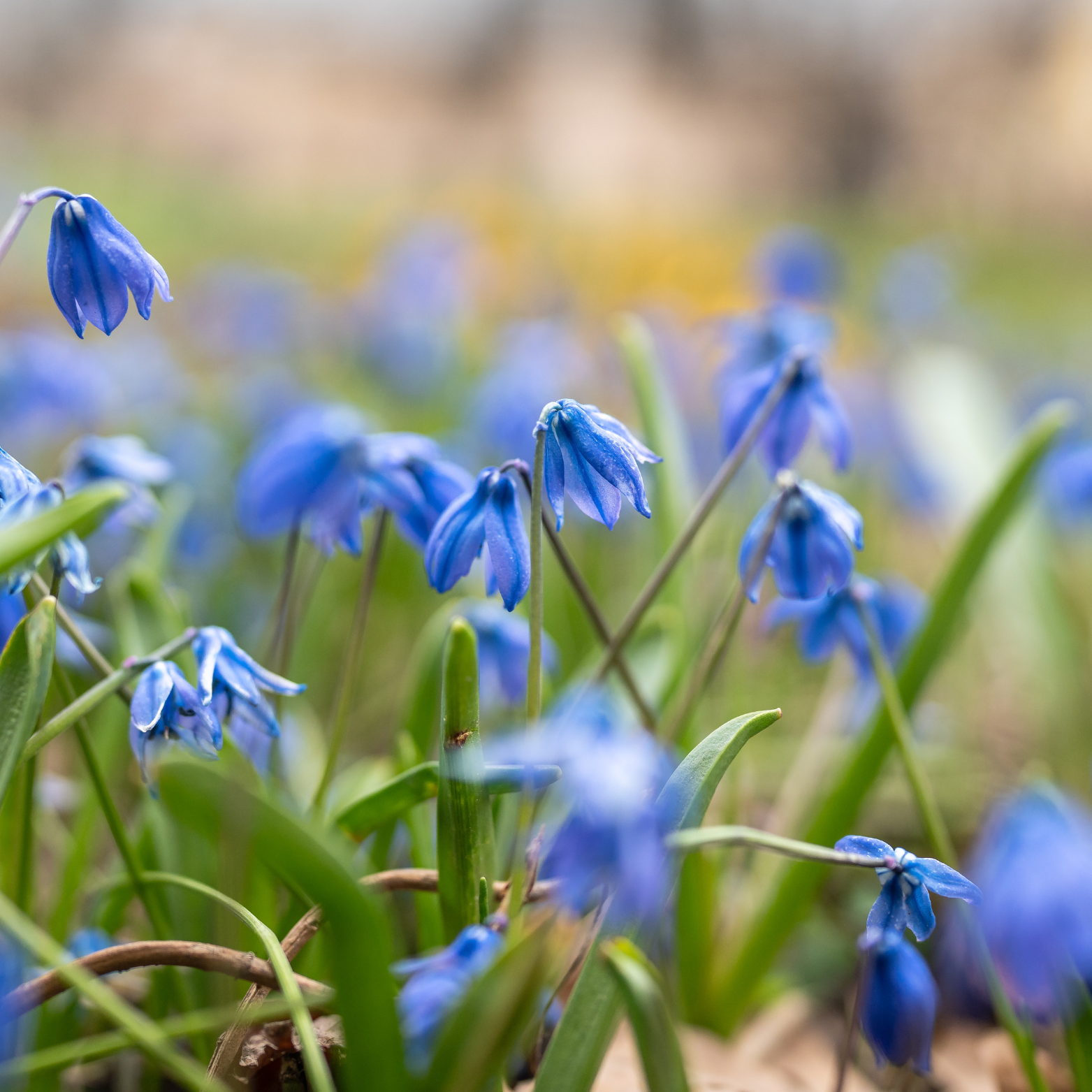 SCILLA SIBERICA BLUE Szafirek Syberyjski