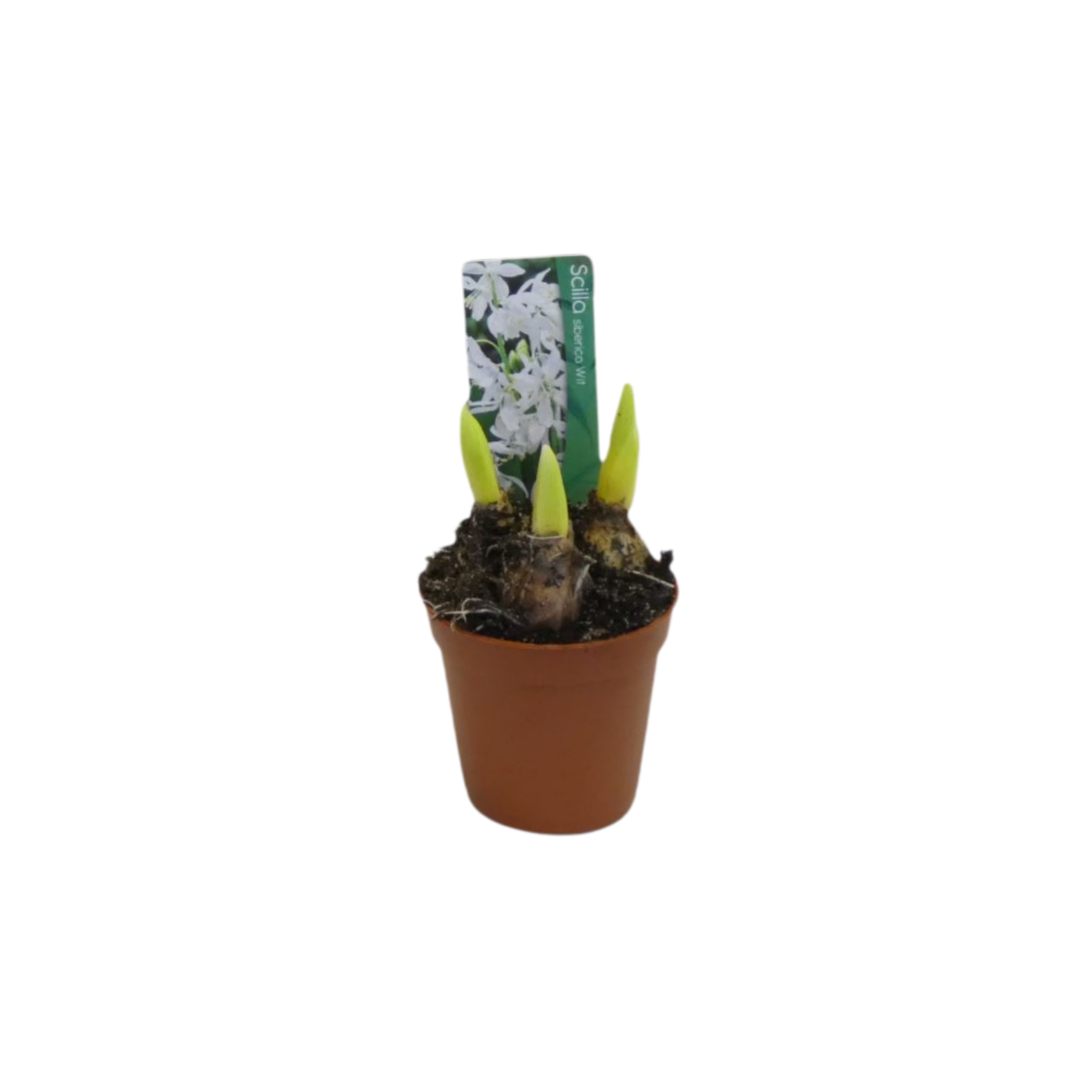 SCILLA SIBERICA Szafirek Syberyjski