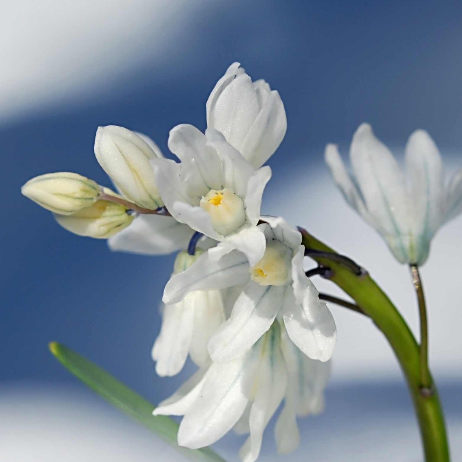 SCILLA SIBERICA Cebulica Syberyjska