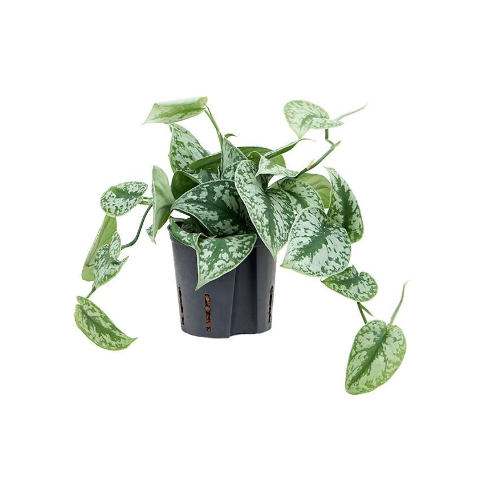 SCINDAPSUS PICTUS 'TREBIE' Epipremnum, scindapsus pstry