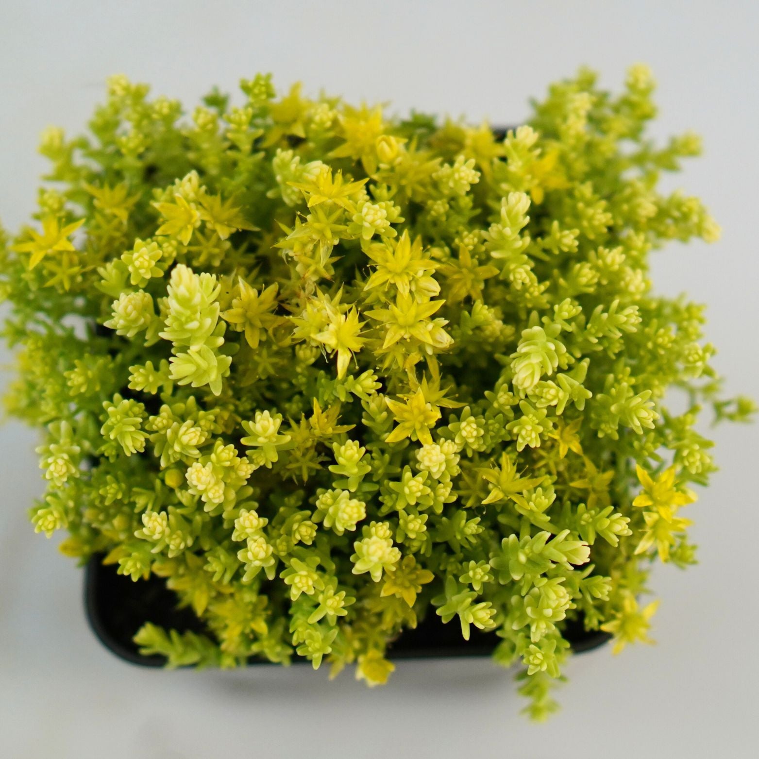 SEDUM ACRE 'Yellow Queen' Rozchodnik ostry