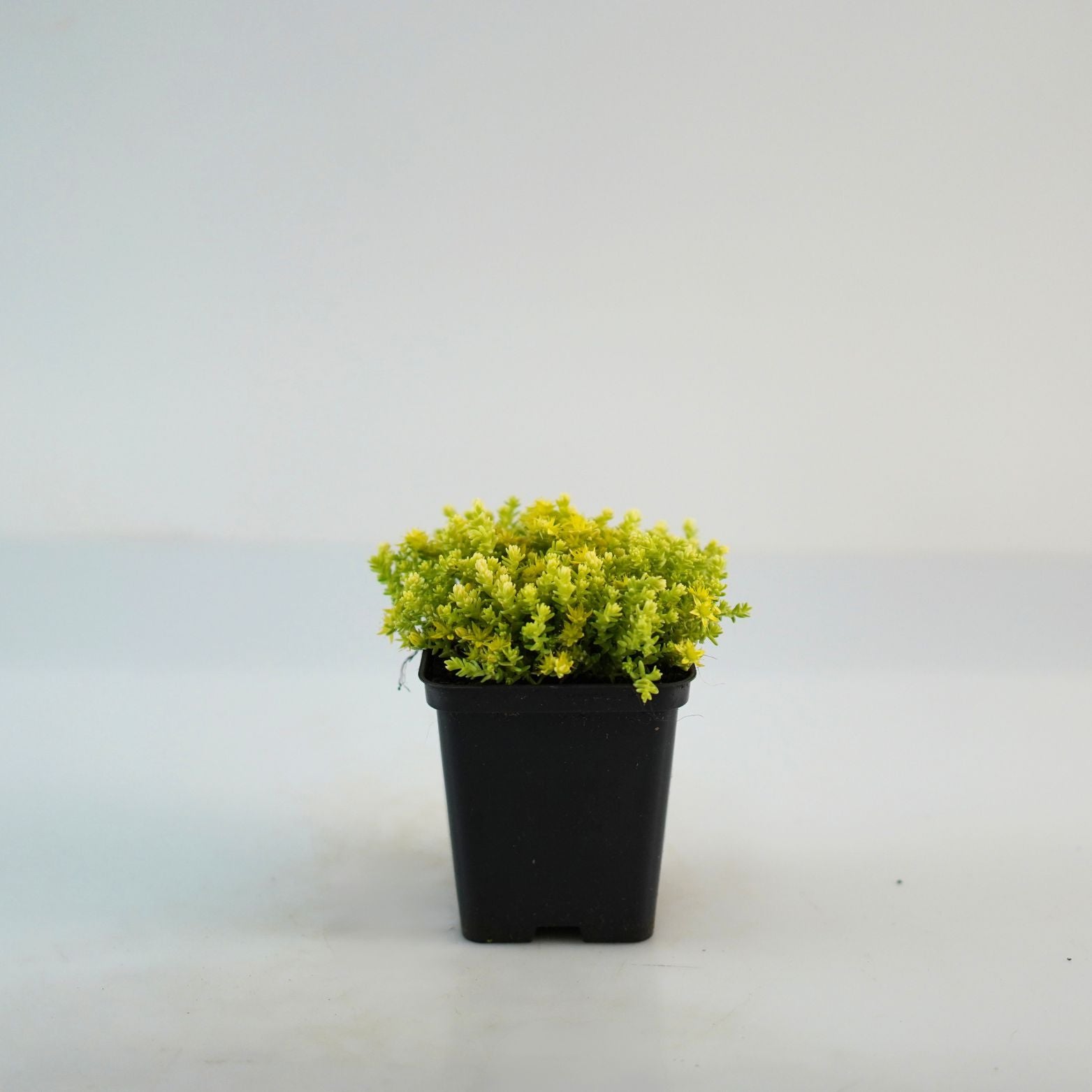 SEDUM ACRE 'Yellow Queen' Rozchodnik ostry