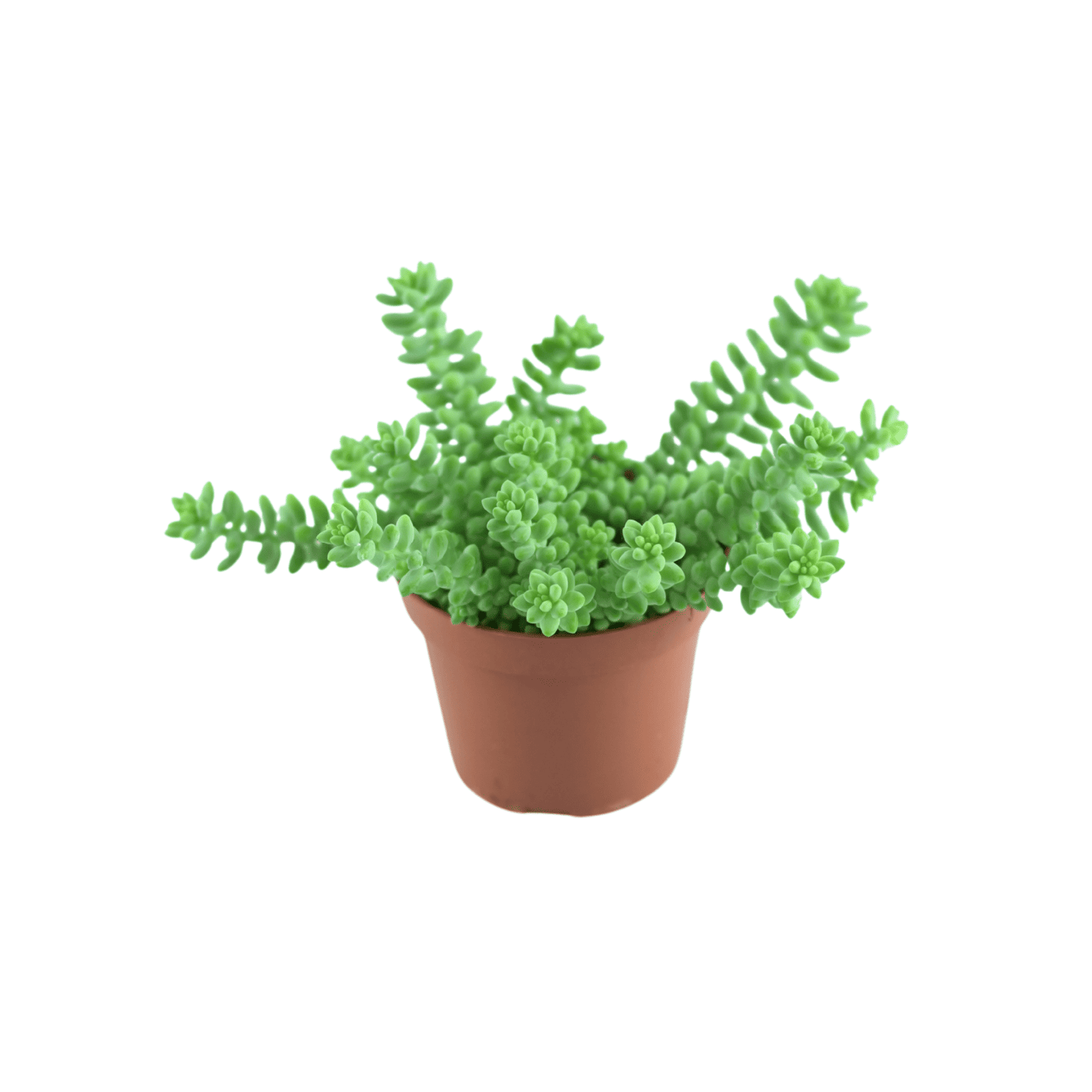SEDUM 'BURRITO' Rozchodnik