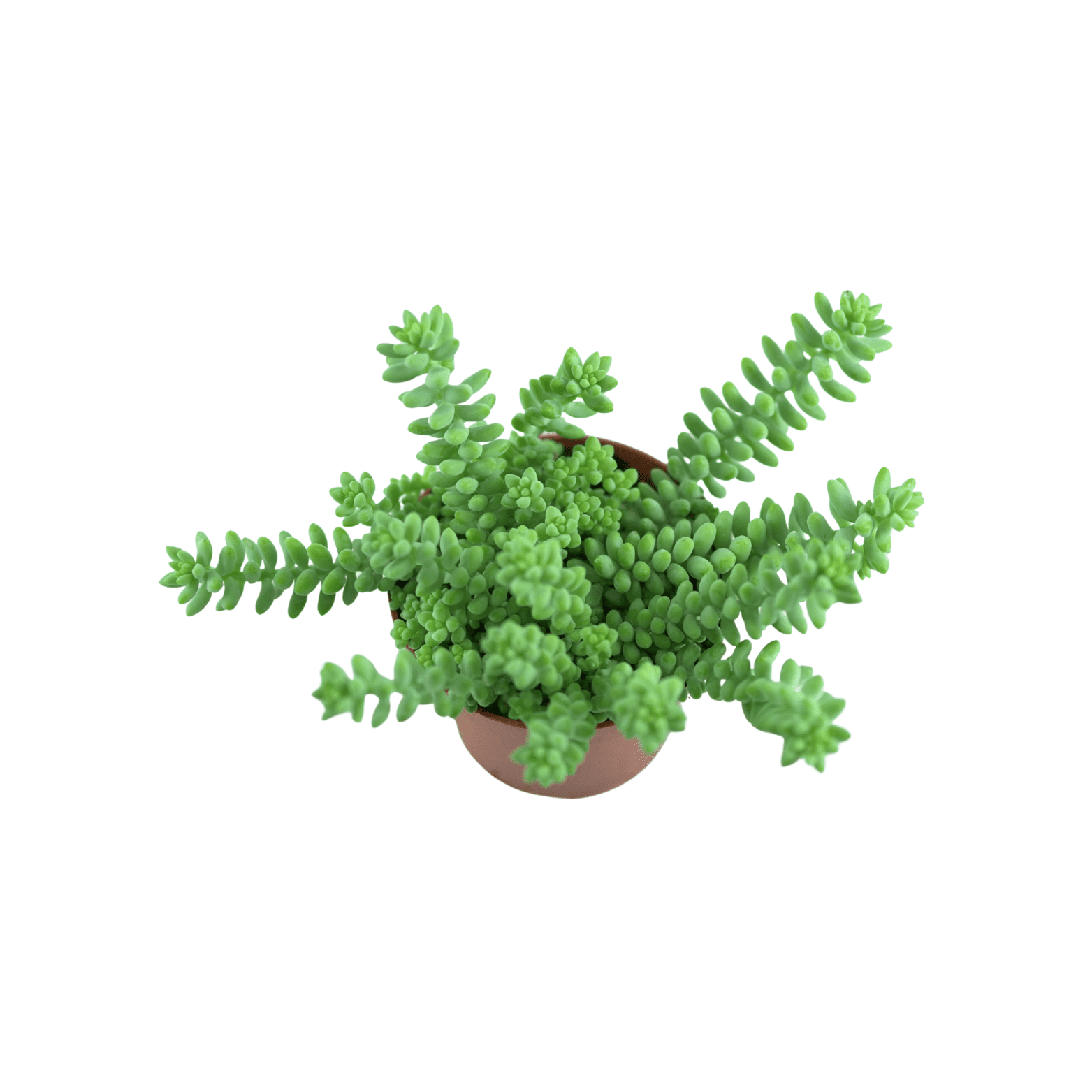 SEDUM 'BURRITO' Rozchodnik