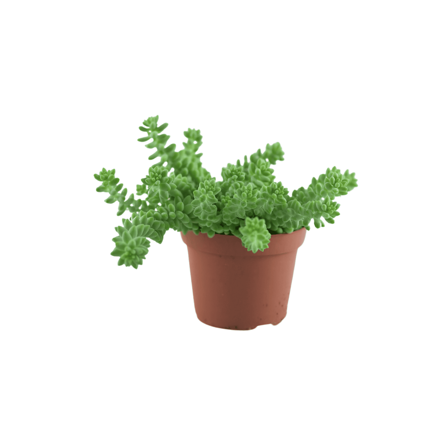 SEDUM 'BURRITO' Rozchodnik
