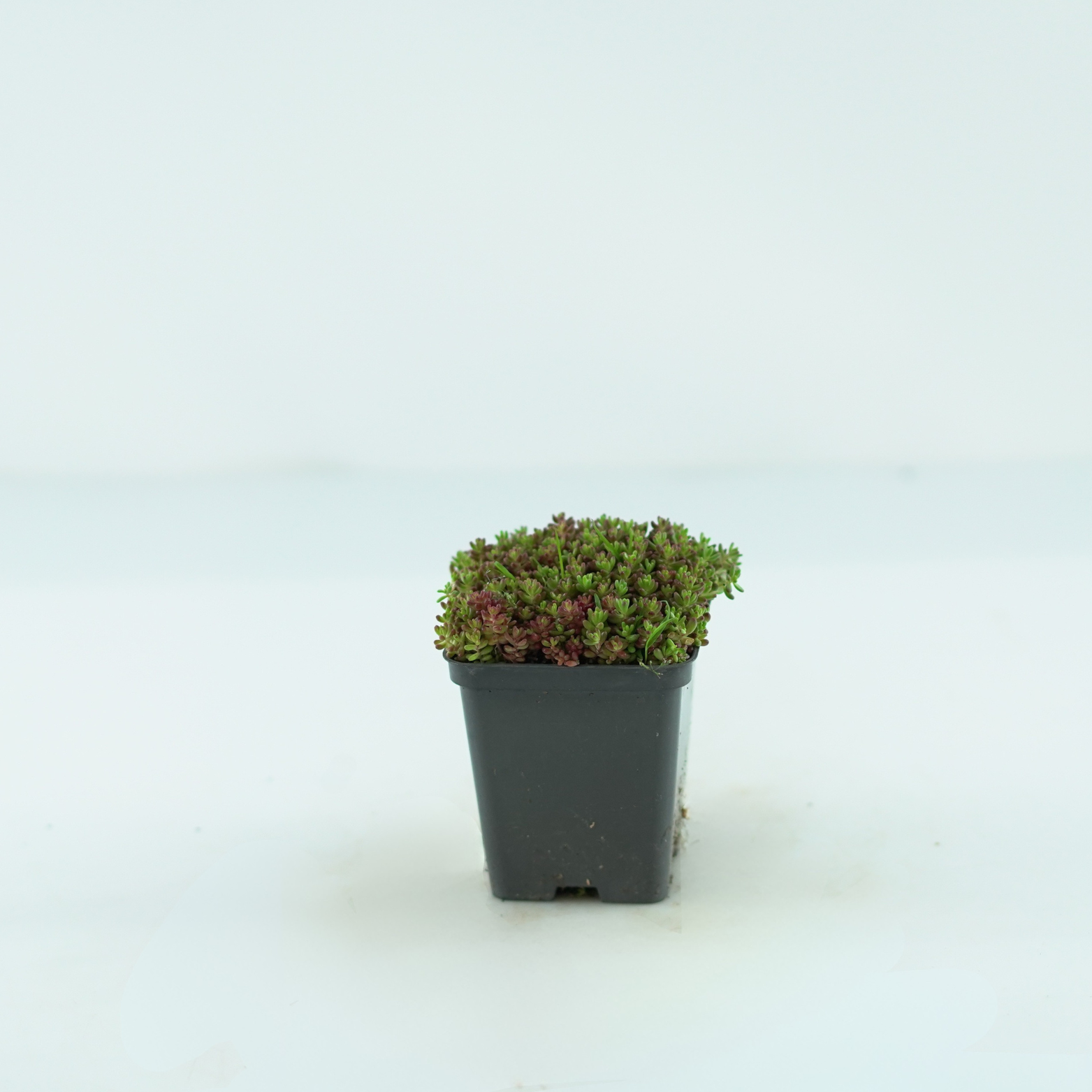 SEDUM ALBUM 'MURALE' Rozchodnik