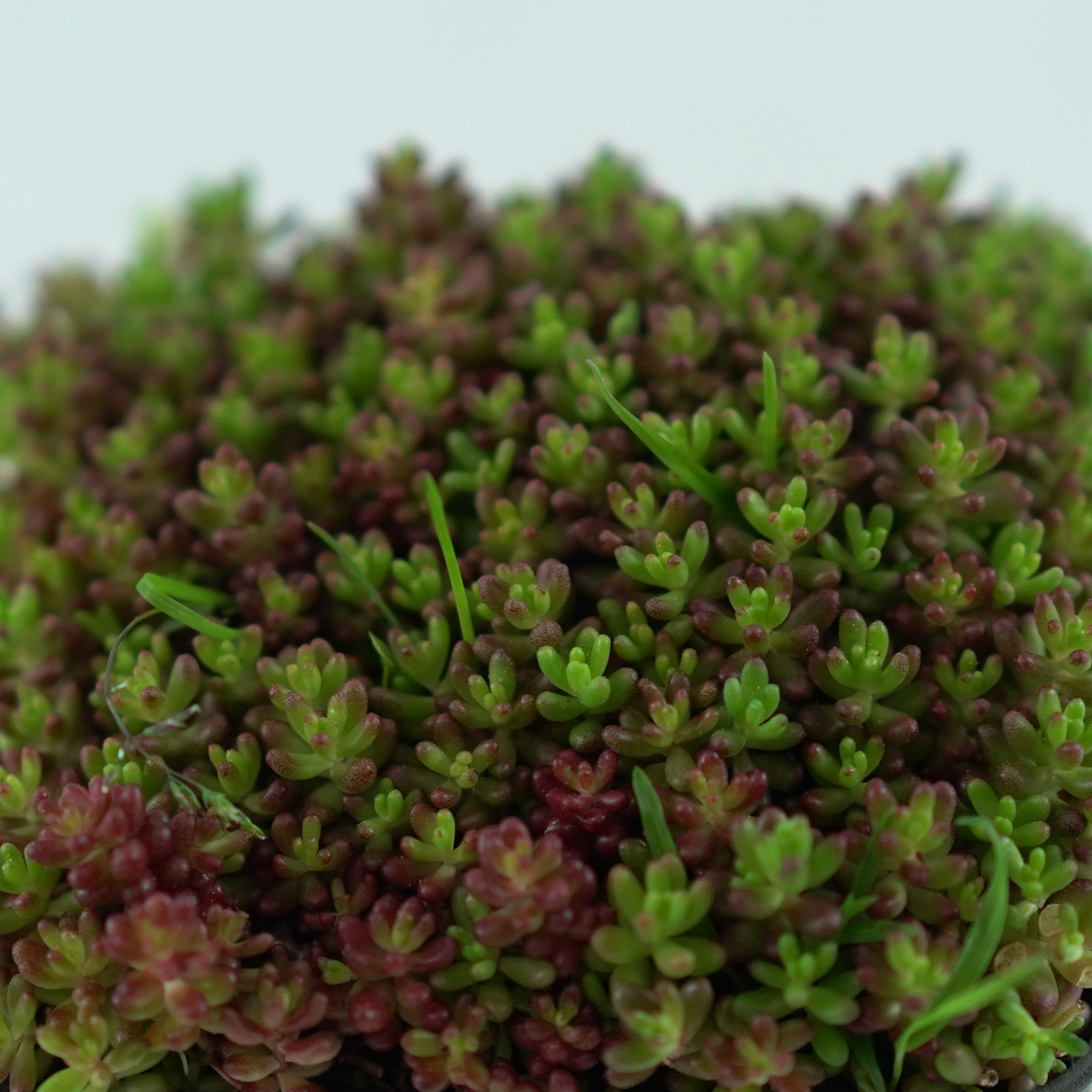 SEDUM ALBUM 'MURALE' Rozchodnik