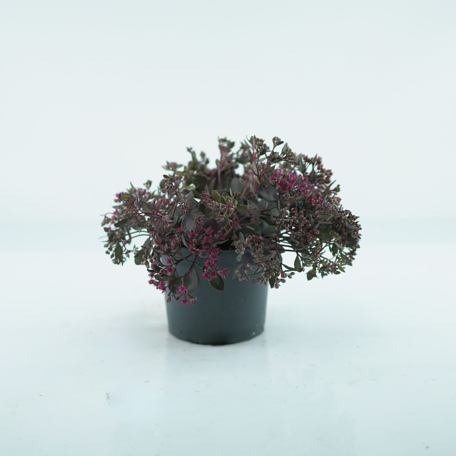 Sedum hybridum Sunsparkler