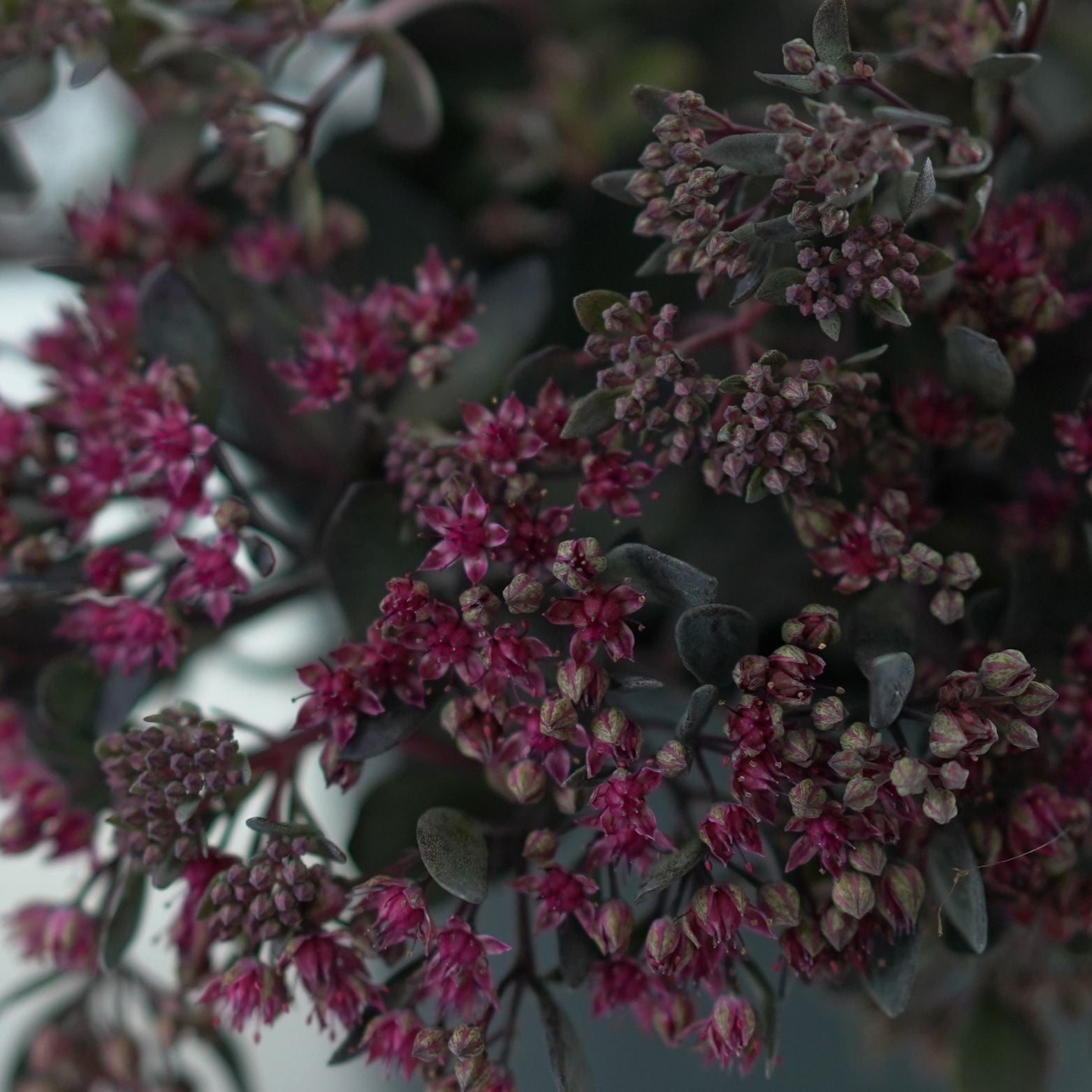 Sedum hybridum Sunsparkler