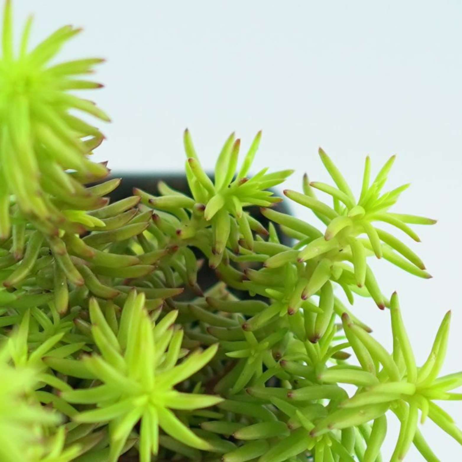SEDUM REFLEXUM 'Aureus' Rozchodnik ościsty