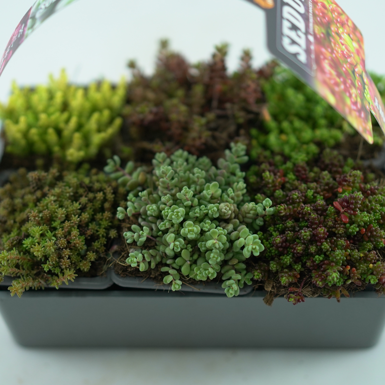 SEDUM Rozchodnik