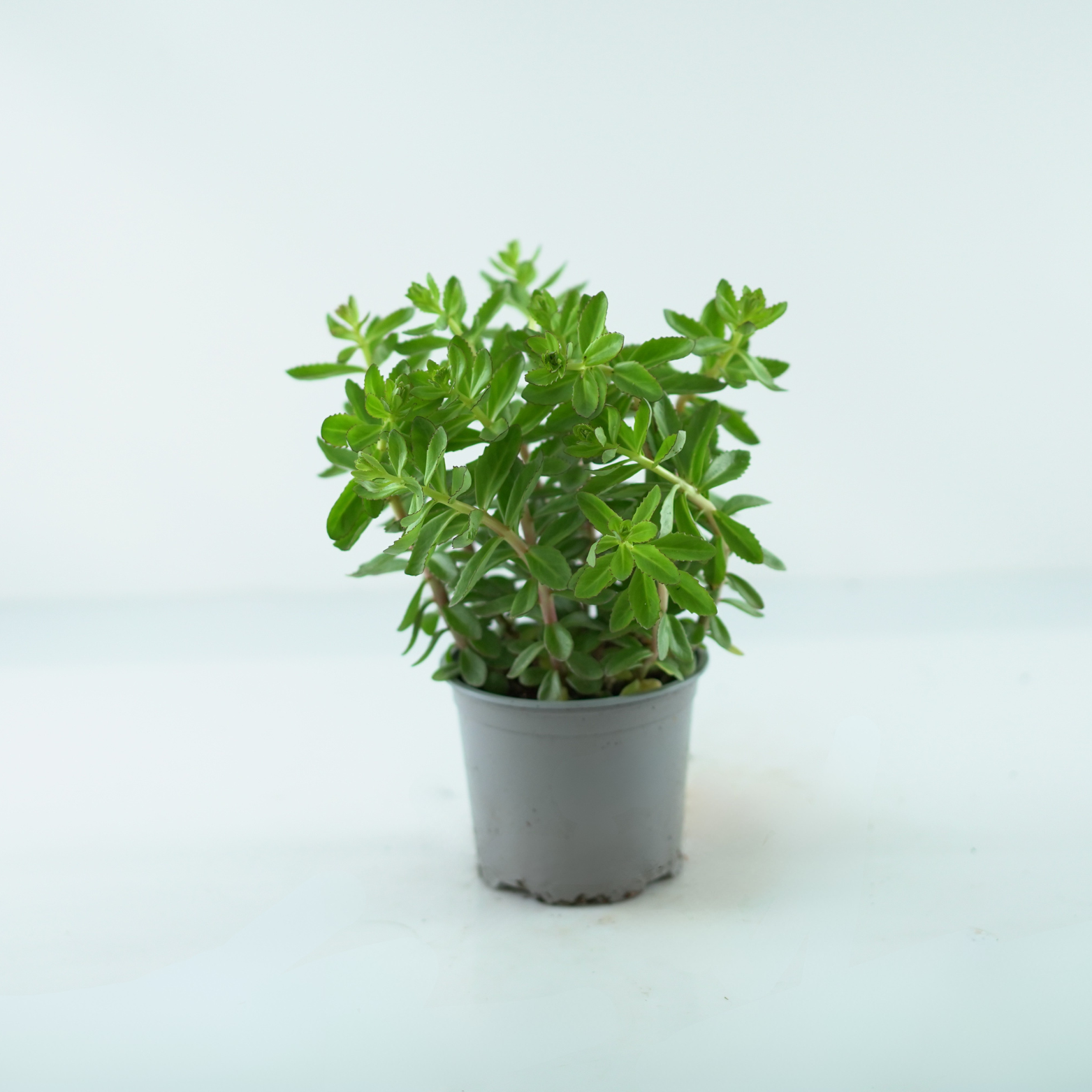 SEDUM TELEPHIUM