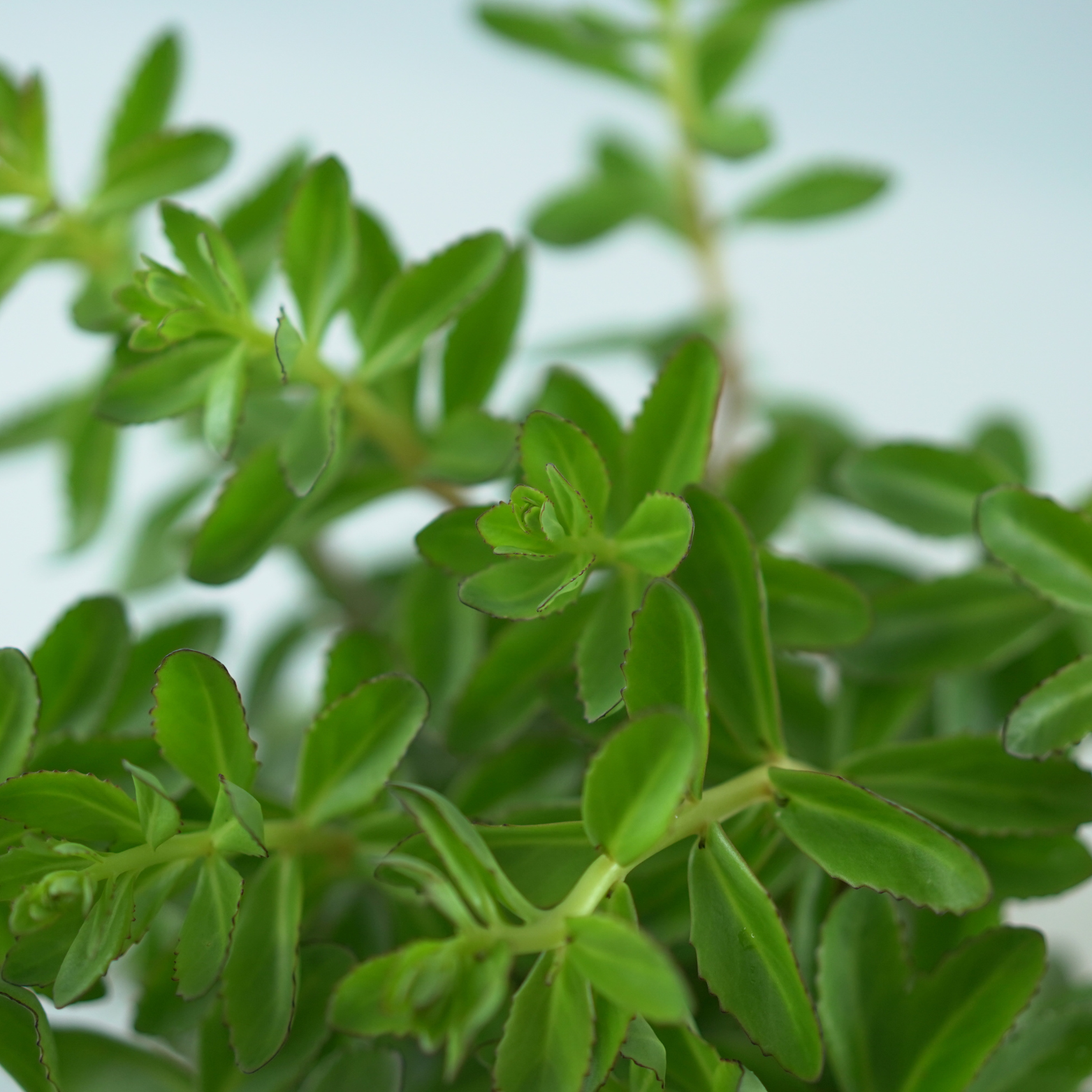 SEDUM TELEPHIUM
