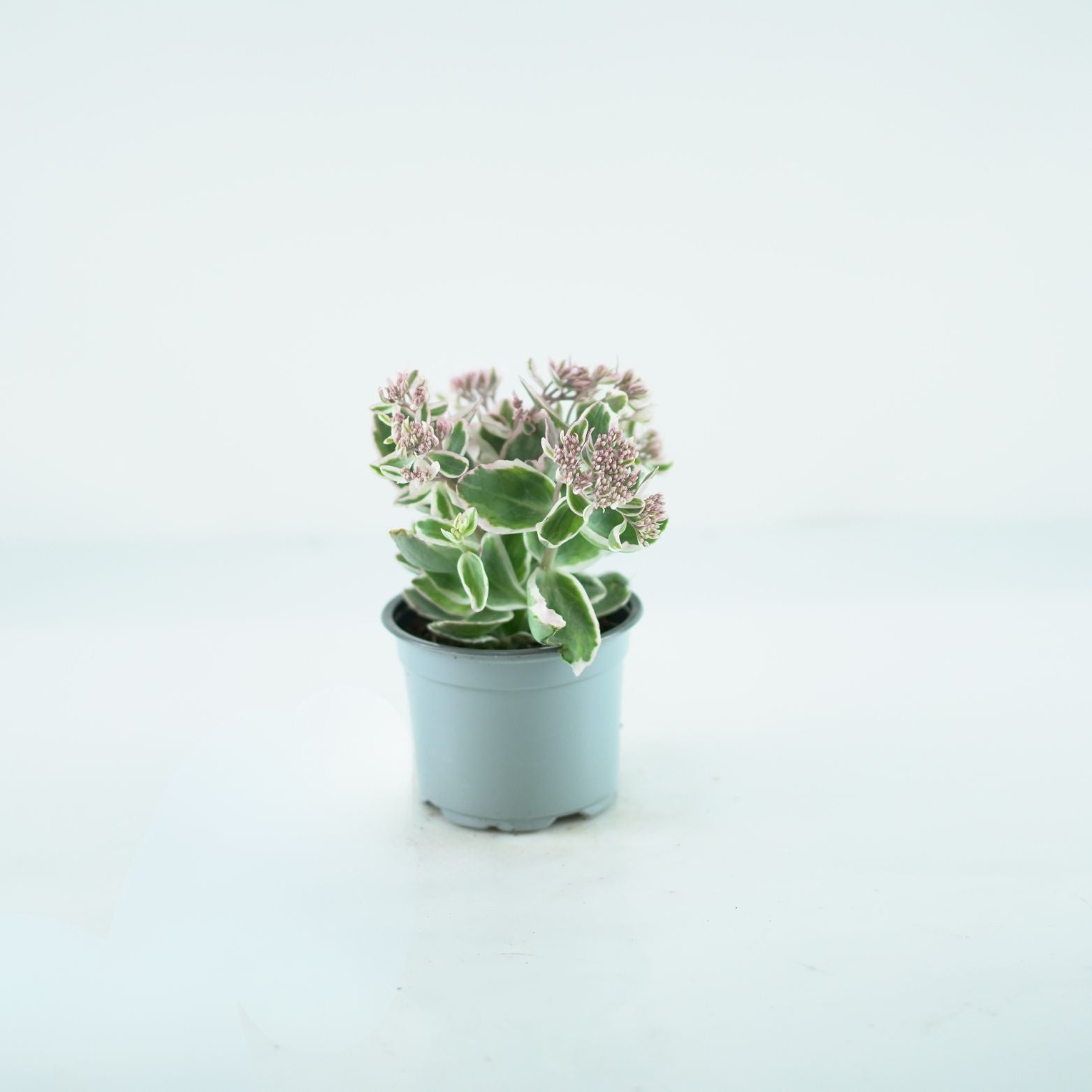 SEDUM TELEPHIUM 'La Vie en Rose' Rozchodnik