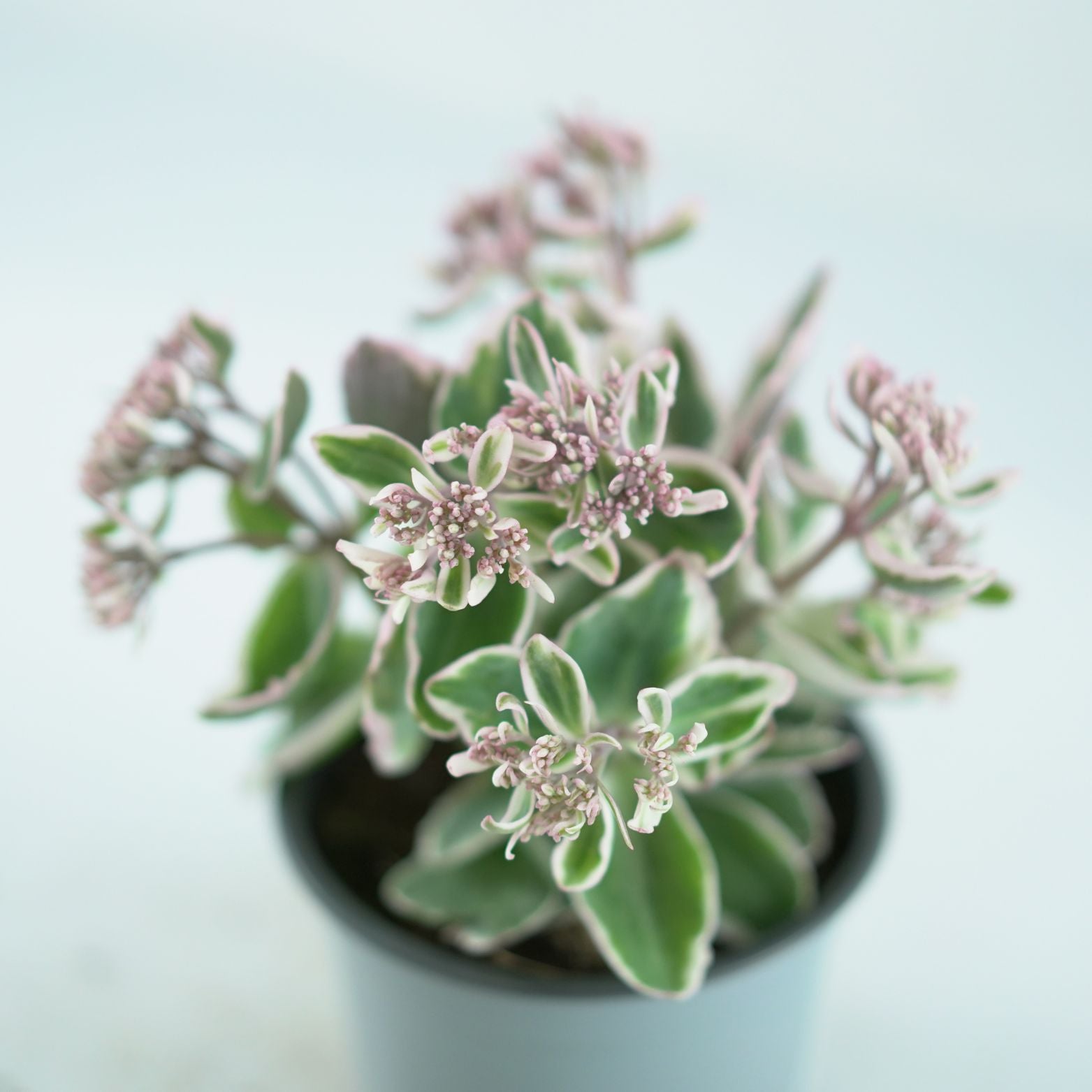 SEDUM TELEPHIUM 'La Vie en Rose' Rozchodnik