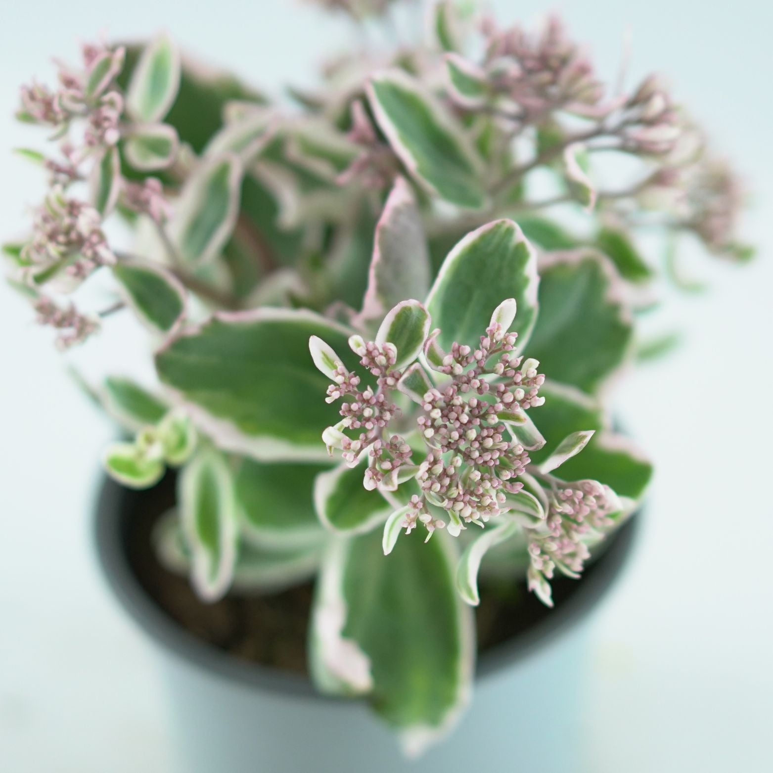 SEDUM TELEPHIUM 'La Vie en Rose' Rozchodnik