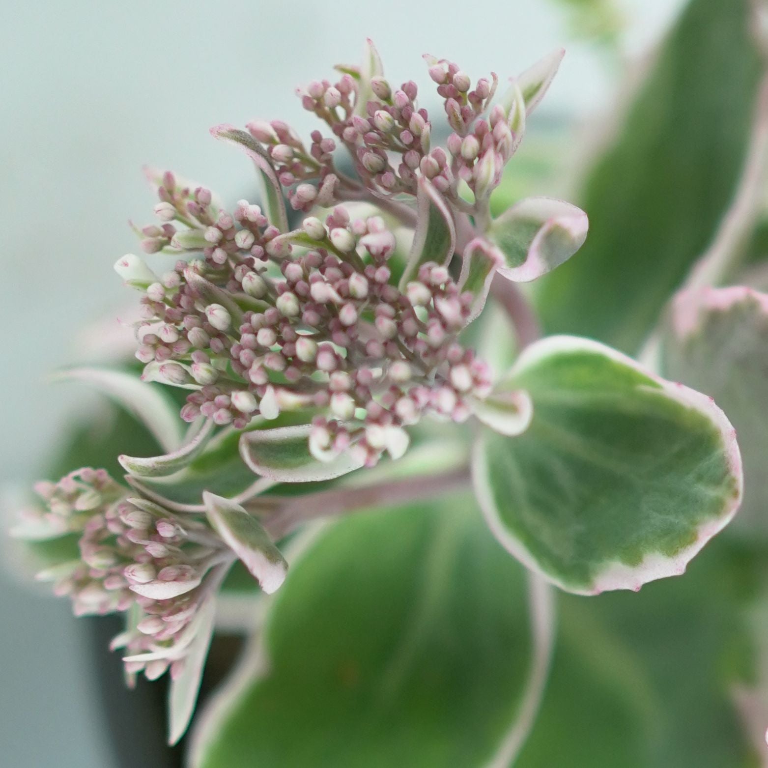 SEDUM TELEPHIUM 'La Vie en Rose' Rozchodnik