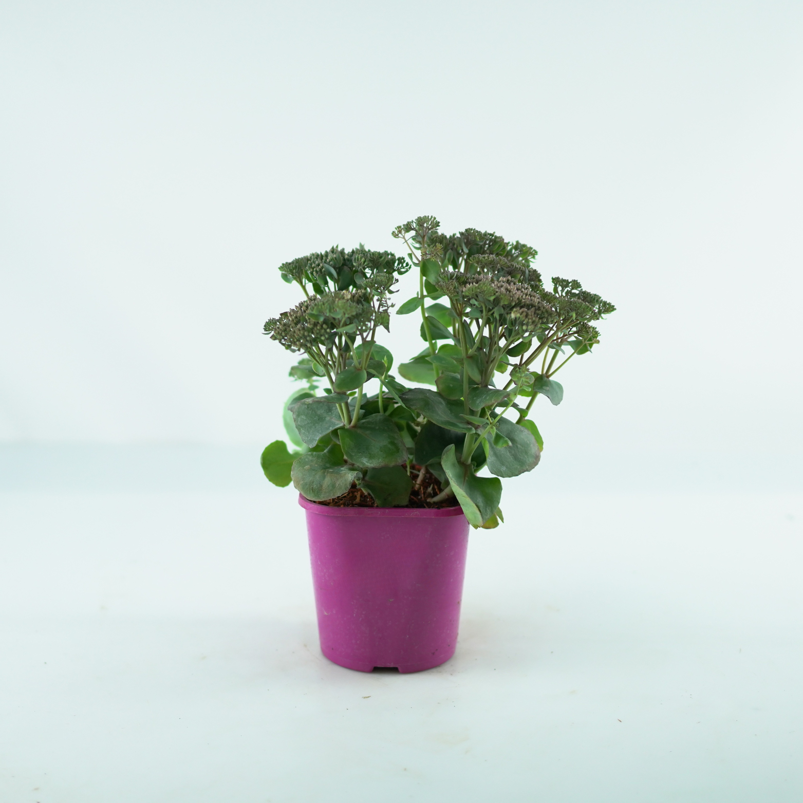 SEDUM 'Globe Pink' Rozchodnik