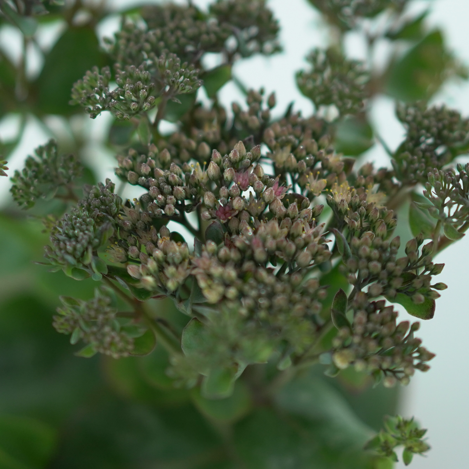 SEDUM 'Globe Pink' Rozchodnik