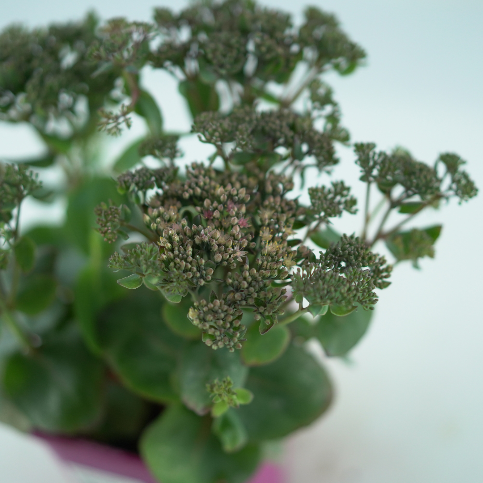 SEDUM 'Globe Pink' Rozchodnik