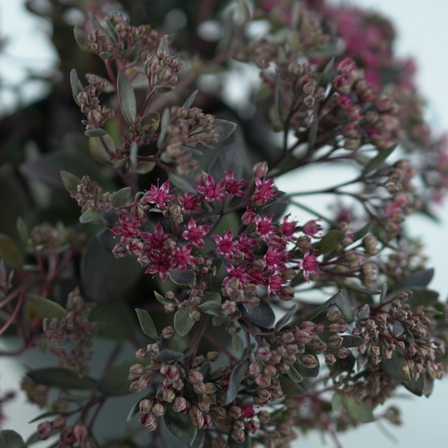 Sedum hybridum Sunsparkler