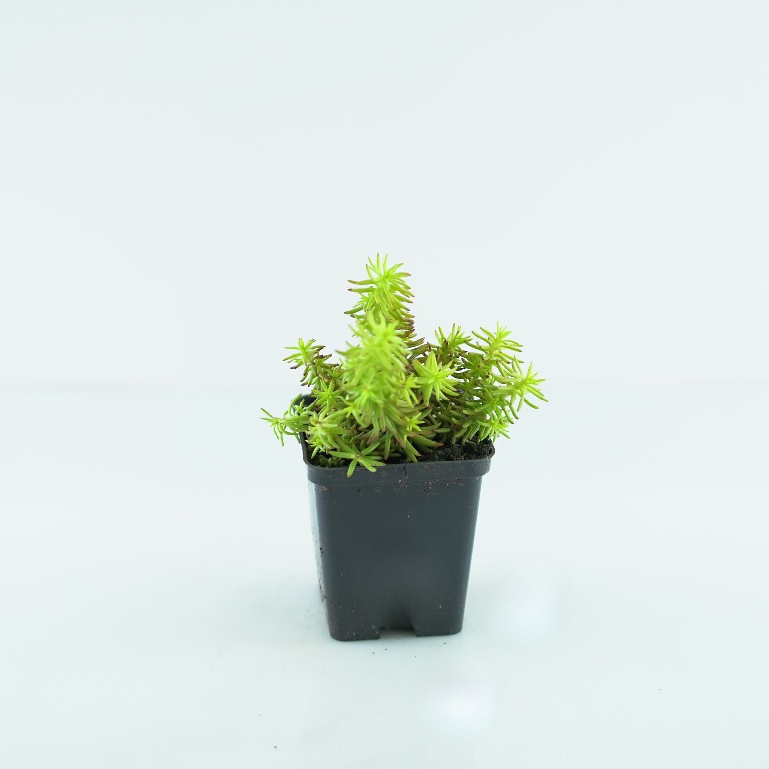 SEDUM REFLEXUM 'Aureus' Rozchodnik ościsty