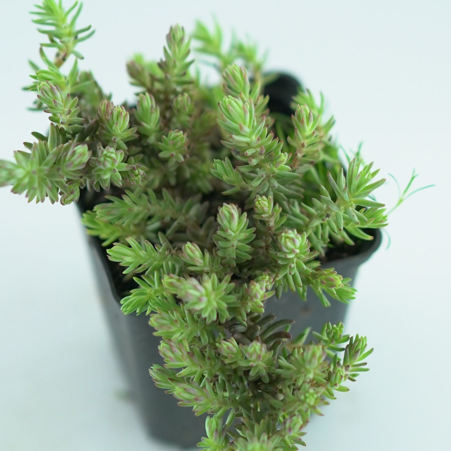 SEDUM REFLEXUM 'Elegans' Rozchodnik ościsty