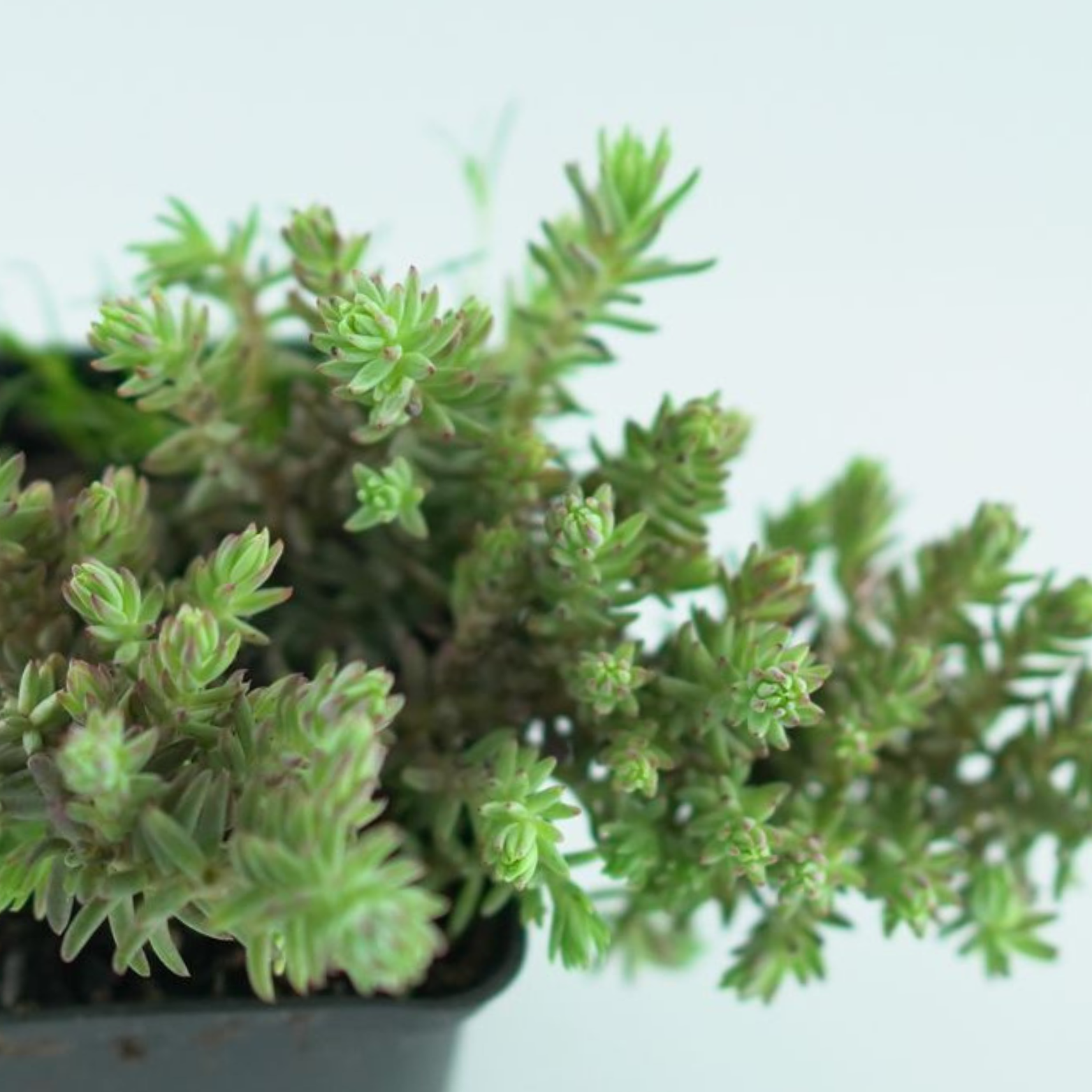 SEDUM REFLEXUM 'Elegans' Rozchodnik ościsty