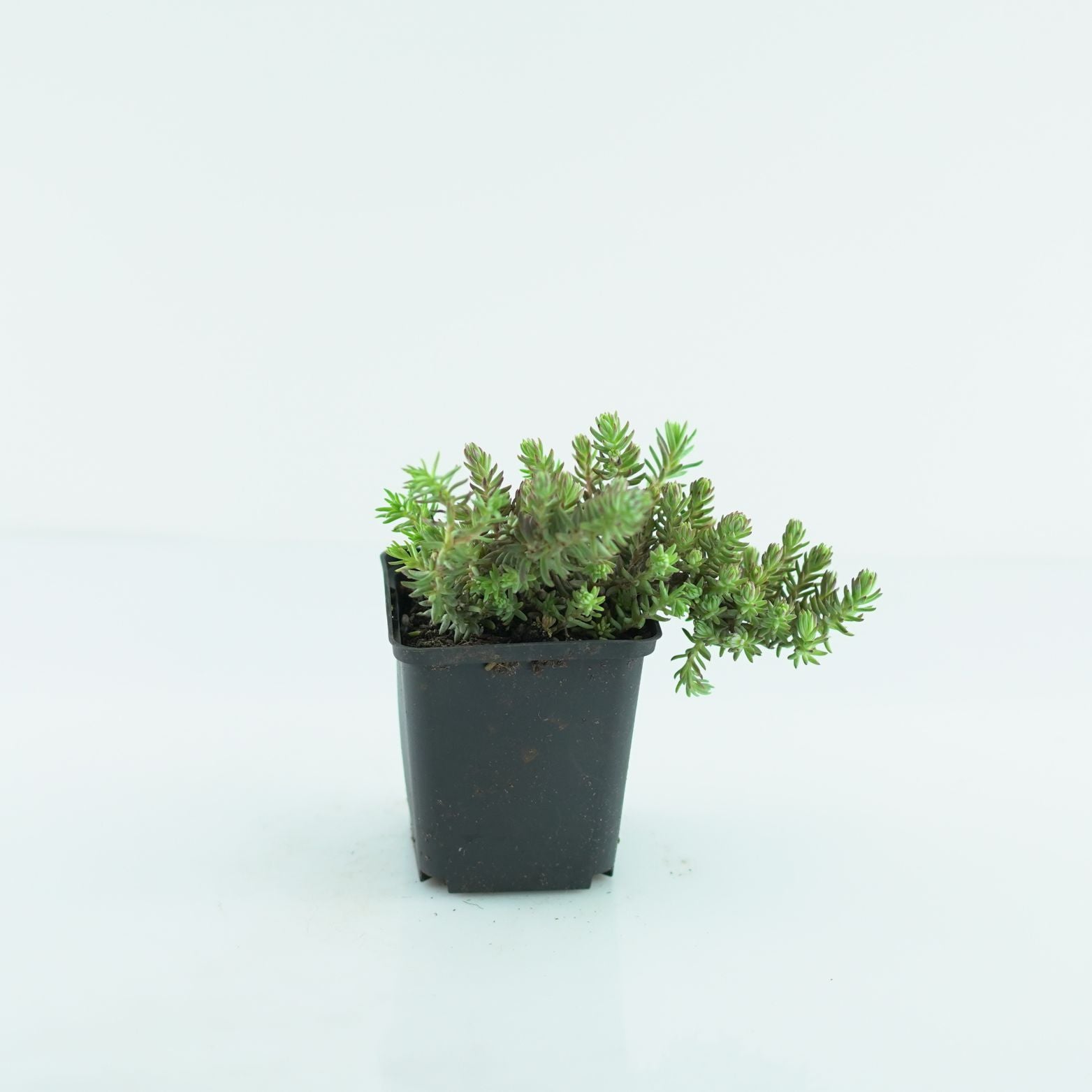 SEDUM REFLEXUM 'Elegans' Rozchodnik ościsty