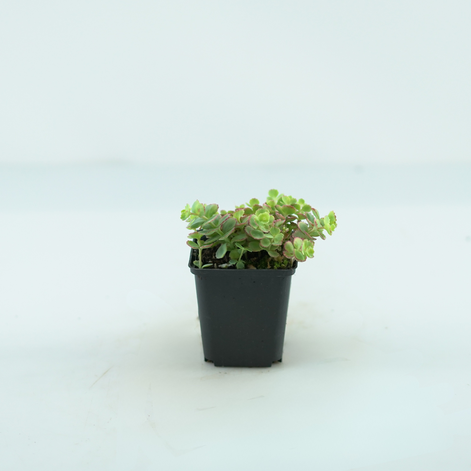 SEDUM SIEBOLDII 'Mediovariegatum'