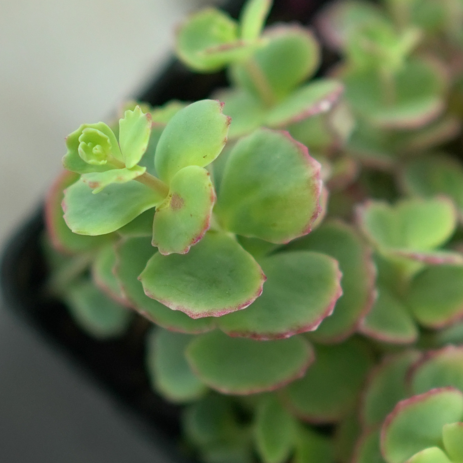 SEDUM SIEBOLDII 'Mediovariegatum'