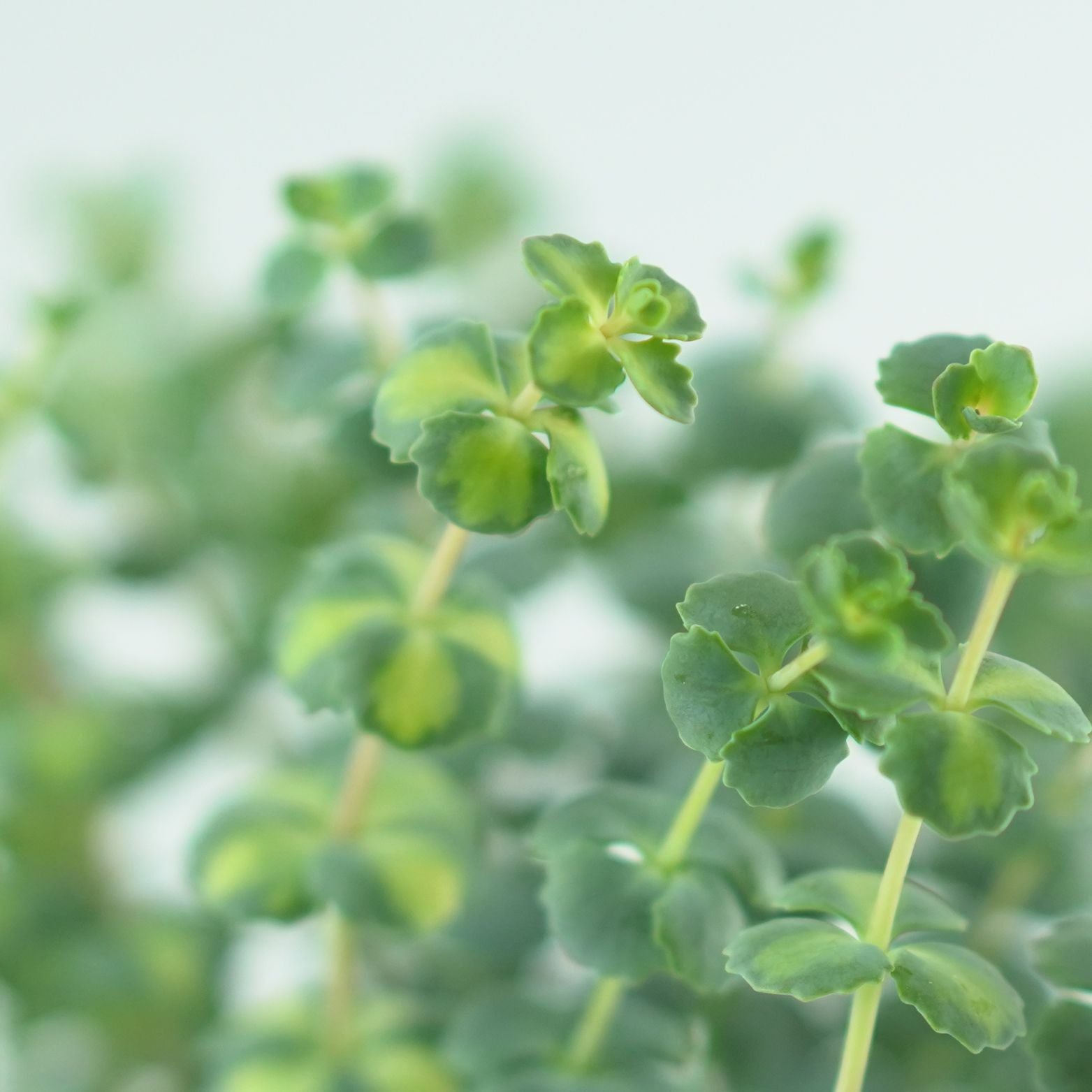 SEDUM SIEBOLDII 'Mediovariegatum' Rozchodnik